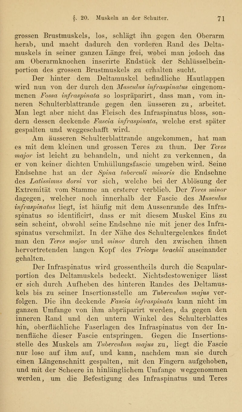 grossen Brustmuskels, los, schlägt ihn gegen den Oberarm herab, und macht dadurch den vorderen Rand des Delta- muskels in seiner ganzen Länge frei, wobei man jedoch das am Oberarmknochen inserirte Endstück der Schliisselbein- portion des grossen Brustmuskels zu erhalten sucht. Der hinter dem Deltamuskel befindliche Hautlappen wird nun von der durch den Musculus infraspinatus eingenom- menen Fossa infraspinata so lospräparirt, dass man, vom in- neren Schulterblattrande gegen den äusseren zu, arbeitet. Man legt aber nicht das Fleisch des Infraspinatus bloss, son- dern dessen deckende Fascia infraspinata, welche erst später gespalten und weggeschafft wird. Am äusseren Schulterblattrande angekommen, hat man es mit dem kleinen und grossen Teres zu thun. Der Teres major ist leicht zu behandeln, und nicht zu verkennen, da er von keiner dichten Umhüllungsfascie umgeben wird. Seine Endsehne hat an der Spina tuhercnli minoris die Endsehne des Latissimus dorsi vor sich, welche bei der Ablösung der Extremität vom Stamme an ersterer verblieb. Der Teres minor dagegen, welcher noch innerhalb der Fascie des Musculus infraspinatus liegt, ist häufig mit dem Aussenrande des Infra- spinatus so identificirt, dass er mit diesem Muskel Eins zu sein scheint, obwohl seine Endsehne nie mit jener des Infra- spinatus verschmilzt. In der jN'ähe des Schultergelenkes findet man den Teres major und minor durch den zwischen ihnen hervortretenden langen Kopf des Triceps hracJiii auseinander gehalten. Der Infraspinatus wird grossentheils durch die Scapular- portion des Deltamuskels bedeckt, j^ichtsdestoweniger lässt er sich durch Aufheben des hinteren Randes des Deltamus- kels bis zu seiner Insertionsstelle am Tuherculum majus ver- folgen. Die ihn deckende Fascia infraspinata kann nicht im ganzen Umfange von ihm abpräparirt werden, da gegen den inneren Band und den untern Winkel des Schulterblattes hin, oberflächliche Faserlagen des Infraspinatus von der In- nenfläche dieser Fascie entspringen. Gegen die Insertions- stelle des Muskels am Tuherculum majus zu, liegt die Fascie nur lose auf ihm auf, und kann, nachdem man sie durch einen Längenschnitt gespalten, mit den Fingern aufgehoben, und mit der Scheere in hinlänglichem Umfange weggenommen werden, um die Befestigung des Infraspinatus und Teres