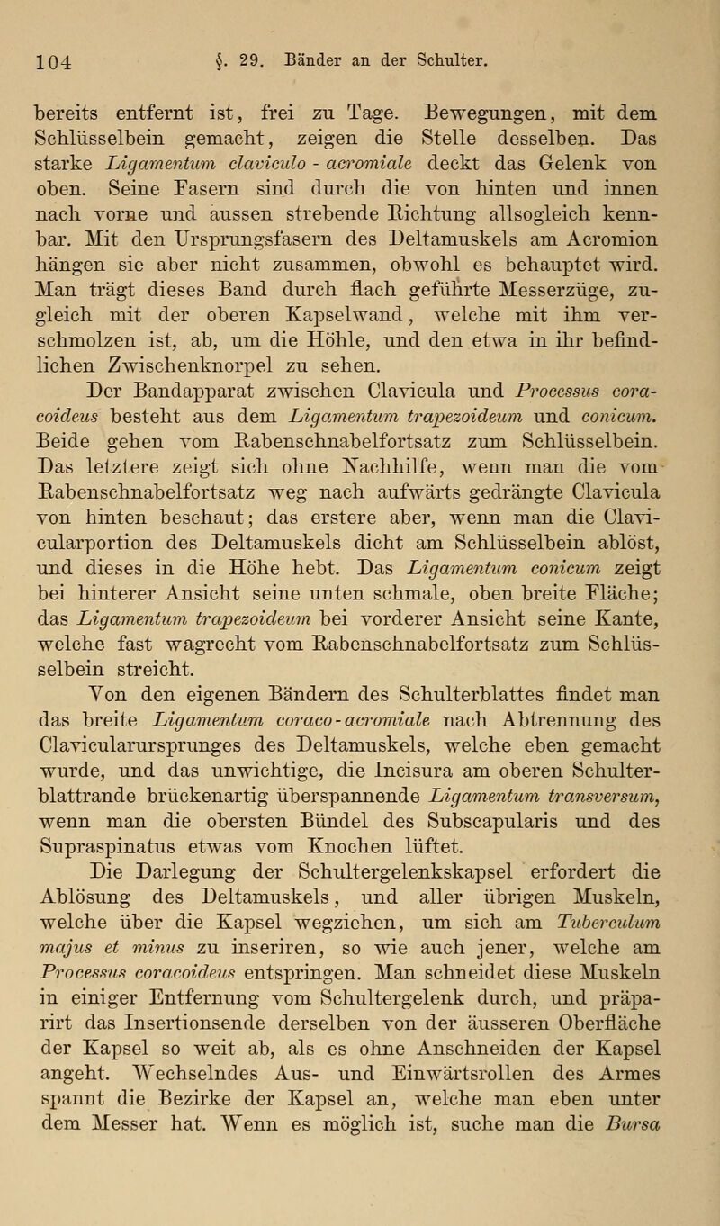bereits entfernt ist, frei zu Tage. Bewegungen, mit dem Schlüsselbein gemacht, zeigen die Stelle desselben. Das starke Ligamentum claviculo - acromiale deckt das Gelenk von oben. Seine Fasern sind durch die von hinten und innen nach vorne und aussen strebende Richtung allsogleich kenn- bar. Mit den Ursprungsfasern des Deltamuskels am Acromion hängen sie aber nicht zusammen, obwohl es behauptet wird. Man trägt dieses Band durch flach geführte Messerzüge, zu- gleich mit der oberen Kapselwand, welche mit ihm ver- schmolzen ist, ab, um die Höhle, und den etwa in ihr befind- lichen ZAvischenknorpel zu sehen. Der Bandapparat zwischen Clavicula und Processus cora- coideus besteht aus dem Ligamentum trapezoideum und conicum. Beide gehen vom Kabenschnabelfortsatz zum Schlüsselbein. Das letztere zeigt sich ohne Nachhilfe, wenn man die vom- Rabenschnabelfortsatz weg nach aufwärts gedrängte Clavicula von hinten beschaut; das erstere aber, wenn man die Clavi- cularportion des Deltamuskels dicht am Schlüsselbein ablöst, und dieses in die Höhe hebt. Das Ligamentum conicum zeigt bei hinterer Ansicht seine unten schmale, oben breite Fläche; das Ligamentum trapezoideum bei vorderer Ansicht seine Kante, welche fast wagrecht vom Rabenschnabelfortsatz zum Schlüs- selbein streicht. Von den eigenen Bändern des Schulterblattes findet man das breite Ligamentum coraco - acromiale nach Abtrennung des Clavicularursprunges des Deltamuskels, welche eben gemacht wurde, und das unwichtige, die Incisura am oberen Schulter- blattrande brückenartig überspannende Ligamentum transversum, wenn man die obersten Bündel des Subscapularis und des Supraspinatus etwas vom Knochen lüftet. Die Darlegung der Schultergelenkskapsel erfordert die Ablösung des Deltamuskels, und aller übrigen Muskeln, welche über die Kapsel wegziehen, um sich am Tuberculum majus et minus zu inseriren, so wie auch jener, welche am Processus coracoideus entspringen. Man schneidet diese Muskeln in einiger Entfernung vom Schultergelenk durch, und präpa- rirt das Insertionsende derselben von der äusseren Oberfläche der Kapsel so weit ab, als es ohne Anschneiden der Kapsel angeht. Wechselndes Aus- und Einwärtsrollen des Armes spannt die Bezirke der Kapsel an, welche man eben unter dem Messer hat. Wenn es möglich ist, suche man die Bursa