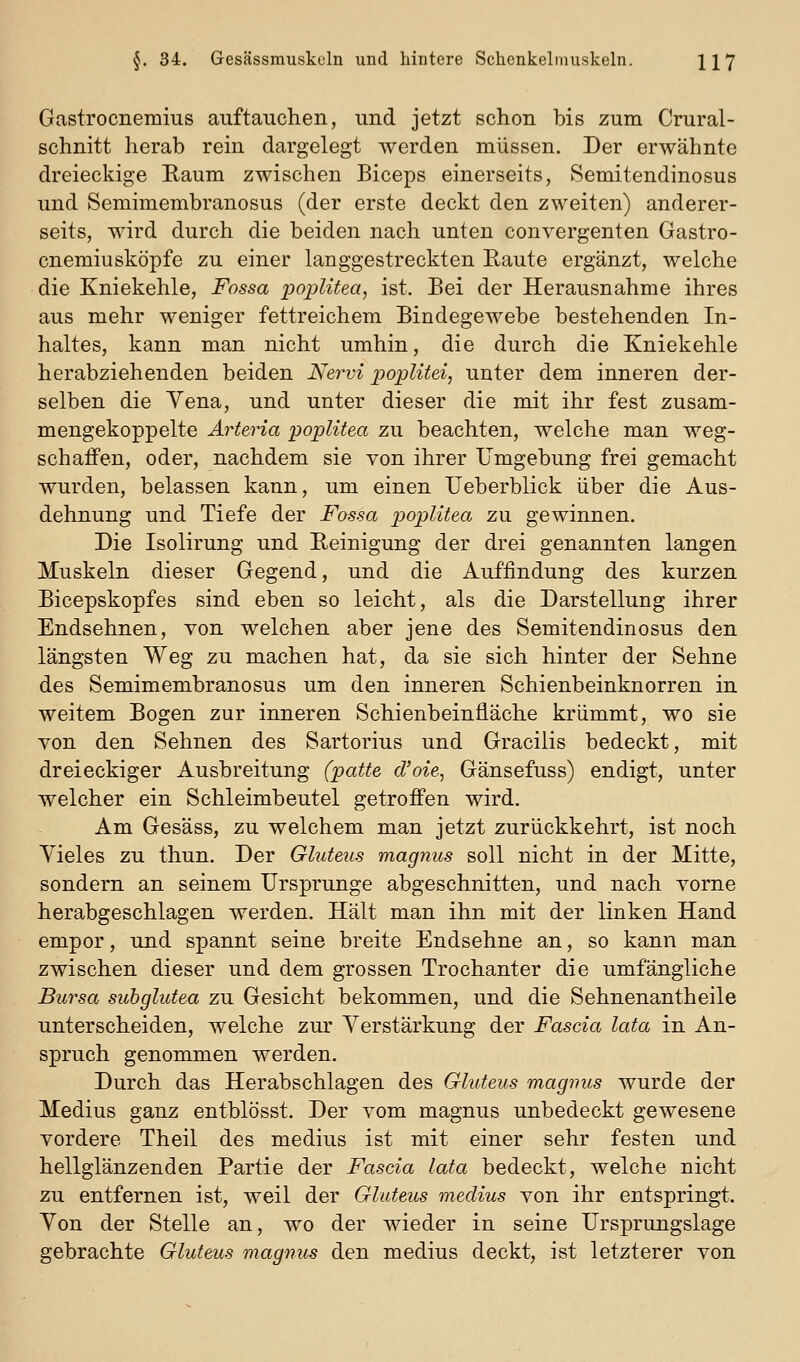 Gastrocnemius auftauchen, und jetzt schon bis zum Crural- schnitt herab rein dargelegt werden müssen. Der erwähnte dreieckige Raum zwischen Biceps einerseits, Semitendinosus und Semimembranosus (der erste deckt den zweiten) anderer- seits, wird durch die beiden nach unten convergenten Gastro- cnemiusköpfe zu einer langgestreckten Eaute ergänzt, welche die Kniekehle, Fossa pojjlitea, ist. Bei der Herausnahme ihres aus mehr weniger fettreichem Bindegewebe bestehenden In- haltes, kann man nicht umhin, die durch die Kniekehle herabziehenden beiden iVer^;^ poplitei, unter dem inneren der- selben die Vena, und unter dieser die mit ihr fest zusam- mengekoppelte Arteria poplitea zu beachten, welche man weg- schaifen, oder, nachdem sie von ihrer Umgebung frei gemacht wurden, belassen kann, um einen Ueberblick über die Aus- dehnung und Tiefe der Fossa poplitea zu gewinnen. Die Isolirung und Reinigung der drei genannten langen Muskeln dieser Gegend, und die Auffindung des kurzen Bicepskopfes sind eben so leicht, als die Darstellung ihrer Endsehnen, von welchen aber jene des Semitendinosus den längsten Weg zu machen hat, da sie sich hinter der Sehne des Semimembranosus um den inneren Schienbeinknorren in weitem Bogen zur inneren Schienbeinfläche krümmt, wo sie von den Sehnen des Sartorius und Gracilis bedeckt, mit dreieckiger Ausbreitung (patte d'oie, Gänsefuss) endigt, unter welcher ein Schleimbeutel getroffen wird. Am Gesäss, zu welchem man jetzt zurückkehrt, ist noch Vieles zu thun. Der Gluteus magnus soll nicht in der Mitte, sondern an seinem Ursprünge abgeschnitten, und nach vorne herabgeschlagen werden. Hält man ihn mit der linken Hand empor, und spannt seine breite Endsehne an, so kann man zwischen dieser und dem grossen Trochanter die umfängliche Bursa subglutea zu Gesicht bekommen, und die Sehnenantheile unterscheiden, welche zur Verstärkung der Fascia lata in An- spruch genommen werden. Durch das Herabschlagen des Gluteus magnus wurde der Medius ganz entblösst. Der vom magnus unbedeckt gewesene vordere Theil des medius ist mit einer sehr festen und hellglänzenden Partie der Fascia lata bedeckt, welche nicht zu entfernen ist, weil der Gluteus medius von ihr entspringt. Yon der Stelle an, wo der wieder in seine Ursprungslage gebrachte Gluteus magnus den medius deckt, ist letzterer von
