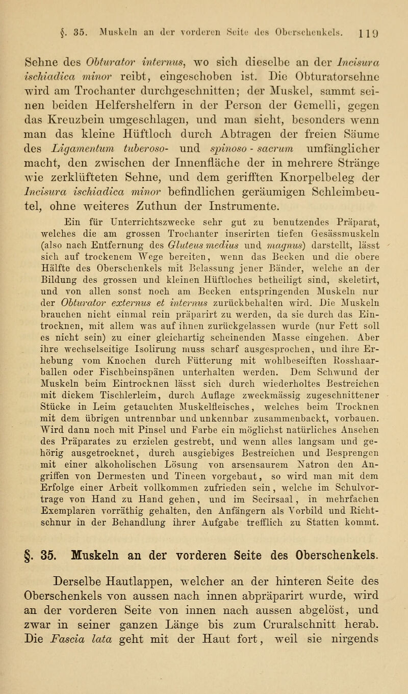 Sehne des Ohturator Interims, wo sich dieselbe an der Incisura ischiadica minor reibt, eingeschoben ist. Die Obturatorsehne wird am Troclianter durchgeschnitten; der Muskel, sammt sei- nen beiden Helfershelfern in der Person der Gemelli, gegen das Kreuzbein umgeschlagen, und man sieht, besonders wenn man das kleine Hüftloch durch Abtragen der freien Säume des Ligamentum tuheroso- und spinoso - sacrum umfänglicher macht, den zwischen der Innenfläche der in mehrere Stränge wie zerklüfteten Sehne, und dem gerifften Knorpelbeleg der Incisura ischiadica minor befindlichen geräumigen Schleimbeu- tel, ohne weiteres Zuthun der Instrumente. Ein für Unterrichtszwecke sehr gut zu benutzendes Präparat, •welches die am grossen Trochanter iuserirten tiefen Gesässmuskeln (also nach Entfernung des Gluteus medius und magnus) darstellt, lässt sich auf trockenem Wege bereiten, wenn das Becken und die obere Hälfte des Oberschenkels mit Belassung jener Bänder, welche an der Bildung des grossen und kleinen Hüftloches betheiligt sind, skeletirt, und Yon allen sonst noch am Becken entspringenden Muskeln nur der Ohturator externus et internus zurückbehalten wird. Die Muskeln brauchen nicht einmal rein präparirt zu werden, da sie durch das Ein- trocknen, mit allem was auf ihnen zurückgelassen wurde (nur Fett soll es nicht sein) zu einer gleichartig scheinenden Masse eingehen. Aber ihre wechselseitige Isolirung muss scharf ausgesprochen, und ihre Er- hebung vom Knochen durch Fütterung mit wohlbeseiften Eosshaar- ballen oder Fischbeinspänen unterhalten werden. Dem Schwund der Muskeln beim Eintrocknen lässt sich durch wiederholtes Bestreichen mit dickem Tischlerleim, durch Auflage zweckmässig zugeschnittener Stücke in Leim getauchten IMuskelfleisches, welches beim Trocknen mit dem übrigen untrennbar und unkennbar zusammenbackt, vorbauen. Wird dann noch mit Pinsel und Farbe ein möglichst natürliches Ansehen des Präparates zu erzielen gestrebt, und wenn alles langsam und ge- hörig ausgetrocknet, durch ausgiebiges Bestreichen und Besprengen mit einer alkoholischen Lösung von arsensaurem Natron den An- griffen von Dermesten und Tineen vorgebaut, so wird man mit dem Erfolge einer Arbeit vollkommen zufrieden sein, welche im Schulvor- trage von Hand zu Hand gehen, und im Secirsaal, in mehrfachen Exemplaren vorräthig gehalten, den Anfängern als Vorbild und Eicht- schnur in der Behandlung ihrer Aufgabe treff'lich zu Statten kommt, §. 35. Muskeln an der vorderen Seite des Oberschenkels. Derselbe Hautlappen, welcher an der hinteren Seite des Oberschenkels von aussen nach innen abpräparirt wurde, wird an der vorderen Seite von innen nach aussen abgelöst, und zwar in seiner ganzen Länge bis zum Cruralschnitt herab. Die Fascia lata geht mit der Haut fort, weil sie nirgends