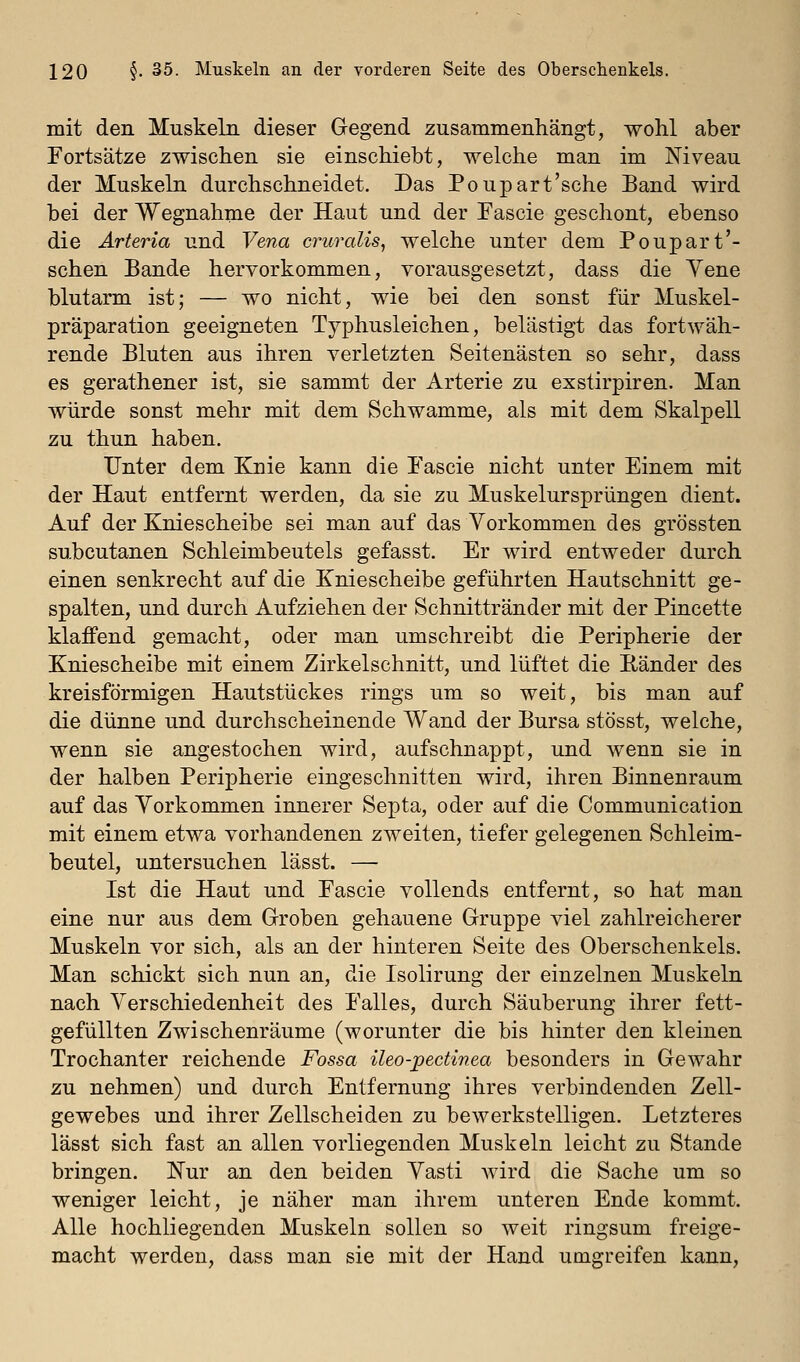 mit den Muskeln dieser Gegend zusammenhängt, wohl aber Fortsätze zwischen sie einschiebt, welche man im Niveau der Muskeln durchschneidet. Das Poupart'sche Band wird bei der Wegnahme der Haut und der Eascie geschont, ebenso die Arteria und Vena cruralis, welche unter dem Poupart'- schen Bande hervorkommen, vorausgesetzt, dass die Yene blutarm ist; — wo nicht, wie bei den sonst für Muskel- präparation geeigneten Typhusleichen, belästigt das fortwäh- rende Bluten aus ihren verletzten Seitenästen so sehr, dass es gerathener ist, sie sammt der Arterie zu exstirpiren. Man würde sonst mehr mit dem Schwämme, als mit dem Skalpell zu thun haben. Unter dem Knie kann die Tascie nicht unter Einem mit der Haut entfernt werden, da sie zu Muskelursprüngen dient. Auf der Kniescheibe sei man auf das Vorkommen des grössten subcutanen Schleimbeutels gefasst. Er wird entweder durch einen senkrecht auf die Kniescheibe geführten Hautschnitt ge- spalten, und durch Aufziehen der Schnittränder mit der Pincette klaffend gemacht, oder man umschreibt die Peripherie der Kniescheibe mit einem Zirkelschnitt, und lüftet die Pänder des kreisförmigen Hautstückes rings um so weit, bis man auf die dünne und durchscheinende Wand der Bursa stösst, welche, wenn sie angestochen wird, aufschnappt, und wenn sie in der halben Peripherie eingeschnitten wird, ihren Binnenraum auf das Yorkommen innerer Septa, oder auf die Communication mit einem etwa vorhandenen zweiten, tiefer gelegenen Schleim- beutel, untersuchen lässt. — Ist die Haut und Eascie vollends entfernt, so hat man eine nur aus dem Groben gehauene Gruppe viel zahlreicherer Muskeln vor sich, als an der hinteren Seite des Oberschenkels. Man schickt sich nun an, die Isolirung der einzelnen Muskeln nach Yerschiedenheit des Ealles, durch Säuberung ihrer fett- gefüllten Zwischenräume (worunter die bis hinter den kleinen Trochanter reichende Fossa ileo-pectinea besonders in Gewahr zu nehmen) und durch Entfernung ihres verbindenden Zell- gewebes und ihrer Zellscheiden zu bewerkstelligen. Letzteres lässt sich fast an allen vorliegenden Muskeln leicht zu Stande bringen. Nur an den beiden Yasti wird die Sache um so weniger leicht, je näher man ihrem unteren Ende kommt. Alle hochliegenden Muskeln sollen so weit ringsum freige- macht werden, dass man sie mit der Hand umgreifen kann.