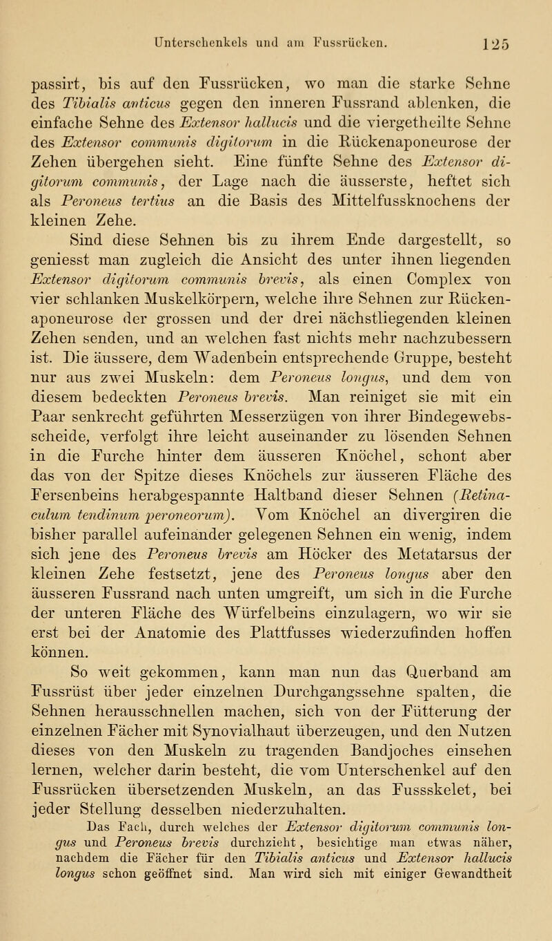 Unterschenkels und am Fussvücken. 225 passirt, bis auf den Fussrücken, wo man die starke Sehne des Tihialis avticus gegen den inneren Fussrand ablenken, die einfache Sehne des Extensor hallucis und die viergetheilte Sehne des Extensor communis digiiomm in die Riickenaponeurose der Zehen übergehen sieht. Eine fünfte Sehne des Extensor di- gitorum communis, der Lage nach die äusserste, heftet sich als Peroneus tertins an die Basis des Mittelfussknochens der kleinen Zehe. Sind diese Sehnen bis zu ihrem Ende dargestellt, so geniesst man zugleich die Ansicht des unter ihnen liegenden Extensor digilorum communis brevis, als einen Complex von vier schlanken Muskelkörpern, welche ihre Sehnen zur Rücken- aponeurose der grossen und der drei nächstliegenden kleinen Zehen senden, und an welchen fast nichts mehr nachzubessern ist. Die äussere, dem Wadenbein entsprechende Gruppe, besteht nur aus zwei Muskeln: dem Peroneus longus, und dem von diesem bedeckten Peroneus hrevis. Man reiniget sie mit ein Paar senkrecht geführten Messerzügen von ihrer Bindegewebs- scheide, verfolgt ihre leicht auseinander zu lösenden Sehnen in die Eurche hinter dem äusseren Knöchel, schont aber das von der Spitze dieses Knöchels zur äusseren Fläche des Fersenbeins herabgespannte Haltband dieser Sehnen (Retina- culum tendinum 2>eroneorum). Yom Knöchel an divergiren die bisher parallel aufeinander gelegenen Sehnen ein wenig, indem sich jene des Pe/i^oneus hrevis am Höcker des Metatarsus der kleinen Zehe festsetzt, jene des Peroneus longus aber den äusseren Fussrand nach unten umgreift, um sich in die Furche der unteren Fläche des Würfelbeins einzulagern, wo wir sie erst bei der Anatomie des Plattfusses wiederzufinden hoffen können. So weit gekommen, kann man nun das Querband am Fussrüst über jeder einzelnen Durchgangssehne spalten, die Sehnen herausschnellen machen, sich von der Fütterung der einzelnen Fächer mit Synovialhaut überzeugen, und den Nutzen dieses von den Muskeln zu tragenden Bandjoches einsehen lernen, welcher darin besteht, die vom Unterschenkel auf den Fussrücken übersetzenden Muskeln, an das Fussskelet, bei jeder Stellung desselben niederzuhalten. Das Fach, durch Avelches der Extensor digitorum communis lon- gus und Peroneus hrevis durchzieht, besichtige man etwas näher, nachdem die Fächer für den Tihialis anticus und Extensor hallucis longus schion geöffnet sind. Man wird sich mit einiger Gewandtheit
