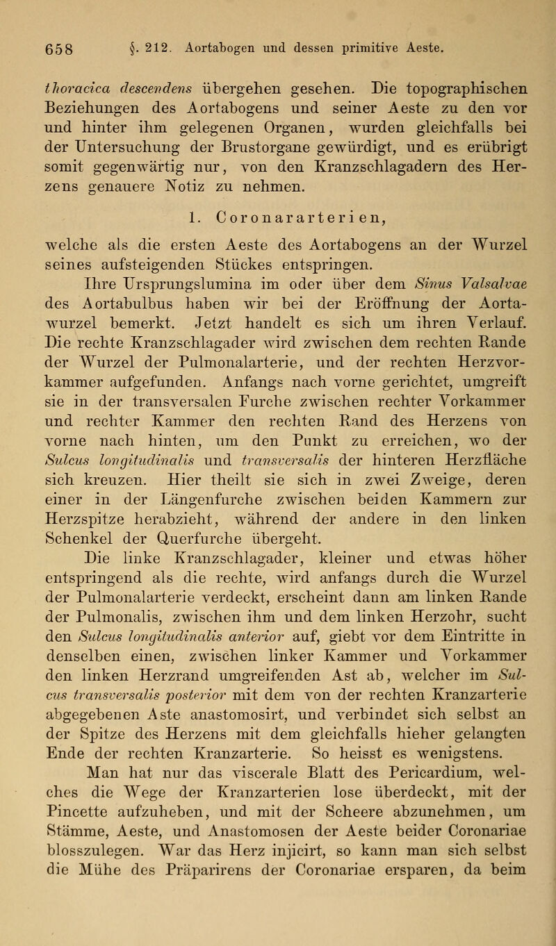 thoracica descendens übergehen gesehen. Die topographischen Beziehungen des Aortabogens und seiner Aeste zu den vor und hinter ihm gelegenen Organen, wurden gleichfalls bei der Untersuchung der Brustorgane gewürdigt, und es erübrigt somit gegenwärtig nur, von den Kranz Schlagadern des Her- zens genauere Notiz zu nehmen. 1. Coronararterien, welche als die ersten Aeste des Aortabogens an der Wurzel seines aufsteigenden Stückes entspringen. Ihre Ursprungslumina im oder über dem Sinus Valsalvae des Aortabulbus haben wir bei der Eröffnung der Aorta- wurzel bemerkt. Jetzt handelt es sich um ihren Verlauf. Die rechte Kranzschlagader Avird zwischen dem rechten Rande der Wurzel der Pulmonalarterie, und der rechten Herzvor- kammer aufgefunden. Anfangs nach vorne gerichtet, umgreift sie in der transversalen Purcbe zwischen rechter Vorkammer und rechter Kammer den rechten Rand des Herzens von vorne nach hinten, um den Punkt zu erreichen, wo der Sulcus longitudinalis und transversalis der hinteren Herzfiäche sich kreuzen. Hier theilt sie sich in zwei Zweige, deren einer in der Längenfurche zwischen beiden Kammern zur Herzspitze herabzieht, während der andere in den linken Schenkel der Uuerfurche übergeht. Die linke Kranzschlagader, kleiner und etwas höher entspringend als die rechte, wird anfangs durch die Wurzel der Pulmonalarterie verdeckt, erscheint dann am linken Rande der Pulmonalis, zwischen ihm und dem linken Herzohr, sucht den Sidcus longitudincdis anterior auf, giebt vor dem Eintritte in denselben einen, zwischen linker Kammer und Vorkammer den linken Herzrand umgreifenden Ast ab, welcher im Sul- cus transversalis posterior mit dem von der rechten Kranzarterie abgegebenen Aste anastomosirt, und verbindet sich selbst an der Spitze des Herzens mit dem gleichfalls hieher gelangten Ende der rechten Kranzarterie. So heisst es wenigstens. Man hat nur das viscerale Blatt des Pericardium, wel- ches die Wege der Kranzarterien lose überdeckt, mit der Pincette aufzuheben, und mit der Scheere abzunehmen, um Stämme, Aeste, und Anastomosen der Aeste beider Coronariae blosszulegen. War das Herz injicirt, so kann man sich selbst die Mühe des Präparirens der Coronariae ersparen, da beim