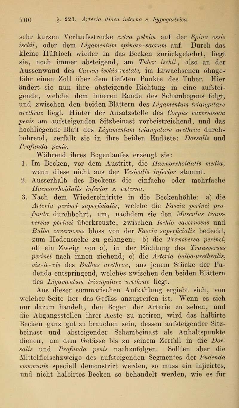 sehr kurzen Veiiaufsstrecke extra pdvim auf der tSpiva ossis ischii, oder dem Ligamentum sjnnoso-sac7nim auf. Durch das kleine Hüftloch wieder in das Becken zurückgekehrt, liegt sie, noch immer absteigend, am Tuber ischii, also an der Aussenwand des Cavum ischio-rectale, im Er^Yachsenen ohnge- fähr einen Zoll über dem tiefsten Punkte des Tuber. Hier ändert sie nun ihre absteigende Richtung in eine aufstei- gende, welche dem inneren Eande des Schambogens folgt, und zwischen den beiden Blättern des Ligamentum trianguläre urethrae liegt. Hinter der Ansatzstelle des Corpus cavernosum penis am aufsteigenden Sitzbeinast yorbeistreichend, und das hochliegende Blatt des Ligamentum trianguläre urethrae durch- bohrend, zerfällt sie in ihre beiden Endäste: Dorsalis und Profunda penis. Während ihres Bogenlaufes erzeugt sie: 1. Im Becken, vor dem Austritt, die Haemorrhoidalis media, wenn diese nicht aus der Vesicalis inferior stammt. 2. Ausserhalb des Beckens die einfache oder mehrfache Haemorrhoidalis inferior s. externa. 3. Nach dem Wiedereintritte in die Beckenhöhle: a) die Arteria perinei superficialis, welche die Fascia perinei jj?'o- funda durchbohrt, um, nachdem sie den Musculus trans- versus perinei überkreuzte, zwischen Ischio - cavernosus und Bulbo cavernosus bloss von der Fascia superficialis bedeckt, zum Hodensacke zu gelangen; b) die Transversa perinei, oft ein Zweig von a), in der Eichtung des Transversus periiiei nach innen ziehend; c) die Arteria bulbo-urethralis, vis-ä-vis des Bulbus urethrae, aus jenem Stücke der Pu- denda entspringend, welches zwischen den beiden Blättern des Ligamentum triangidare urethrae liegt. Aus dieser summarischen Aufzählung ergiebt sich, von welcher Seite her das Gefäss anzugreifen ist. Wenn es sich nur darum handelt, den Bogen der Arterie zu sehen, und die Abgangsstellen ihrer Aeste zu notiren, wird das halbirte Becken ganz gut zu brauchen sein, dessen aufsteigender Sitz- beinast und absteigender Schambeinast als Anhaltspunkte dienen, um dem Gefässe bis zu seinem Zerfall in die Dor- salis und Profunda penis nachzufolgen. Sollten aber die Mittelfleischzweige des aufsteigenden Segmentes der Pudenda commimis speciell demonstrirt werden, so muss ein injicirtes, und nicht halbirtes Becken so behandelt werden, wie es für