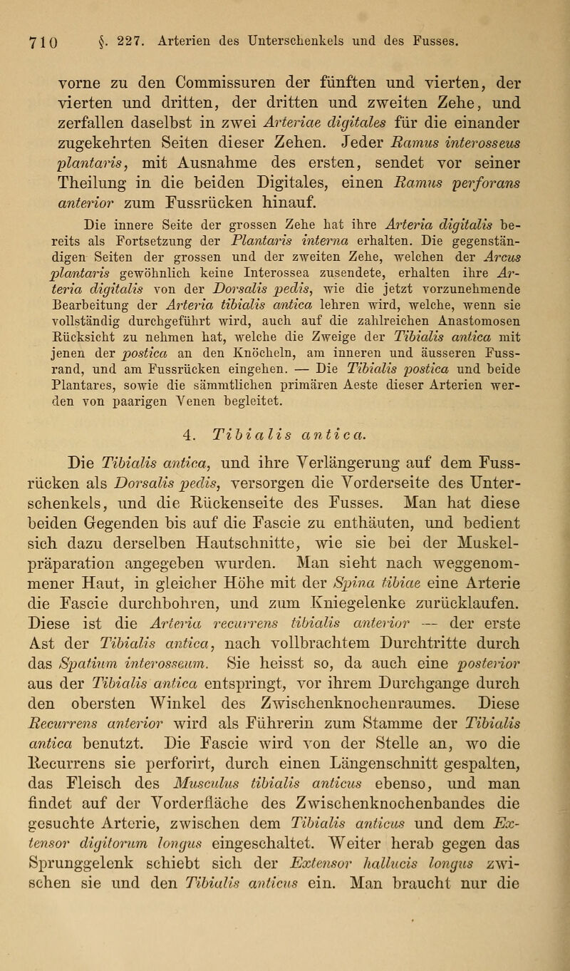 vorne zu den Commissuren der fünften und vierten, der vierten und dritten, der dritten und zweiten Zehe, und zerfallen daselbst in zwei Ärieriae digitales für die einander zugekehrten Seiten dieser Zehen. Jeder Ramus interosseus plantaris, mit Ausnahme des ersten, sendet vor seiner Theilung in die beiden Digitales, einen Ramus perforans anterior zum Fussrücken hinauf. Die innere Seite der grossen Zehe hat ihre Arteria digitalis be- reits als Fortsetzung der Plantaris interna erhalten. Die gegenstän- digen Seiten der grossen und der zweiten Zehe, welchen der Arcus plantaris gewöhnlich keine Interossea zusendete, erhalten ihre Ar- teria digitalis von der Dorsalis pedis, wie die jetzt vorzunehmende Bearbeitung der Arteria tihialis antica lehren wird, welche, wenn sie vollständig durchgeführt wird, auch auf die zahlreichen Anastomosen Rücksicht zu nehmen hat, welche die Zweige der Tihialis antica mit jenen der postica an den Knöcheln, am inneren und äusseren Fuss- rand, und am Fussrücken eingehen. — Die Tihialis postica und beide Plantares, sowie die sämmtlichen primären Aeste dieser Arterien wer- den von paarigen Venen begleitet. 4. Tihialis antica. Die Tihialis antica, und ihre Verlängerung auf dem Fuss- rücken als Dorsalis pedis, versorgen die Vorderseite des Unter- schenkels, und die Rückenseite des Fusses. Man hat diese beiden Gegenden bis auf die Fascie zu enthäuten, und bedient sich dazu derselben Hautschnitte, wie sie bei der Muskel- präparation angegeben wurden. Man sieht nach weggenom- mener Haut, in gleicher Höhe mit der Spina tihiae eine Arterie die Fascie durchbohren, und zum Kniegelenke zurücklaufen. Diese ist die Arteria recurrens tihialis anterior — der erste Ast der Tihialis antica, nach vollbrachtem Durchtritte durch das Spatium interosseum. Sie heisst so, da auch eine posterior aus der Tihialis antica entspringt, vor ihrem Durchgange durch den obersten Winkel des Zwischenknocheuraumes. Diese Recurrens anterior wird als Führerin zum Stamme der Tihialis antica benutzt. Die Fascie wird von der Stelle an, wo die llecurrens sie perforirt, durch einen Längenschnitt gespalten, das Fleisch des Musculus tihialis anticus ebenso, und man findet auf der Vorderiläche des Zwischenknochenbandes die gesuchte Arterie, zwischen dem Tihialis anticus und dem Ex- tensor digitorum longus eingeschaltet. Weiter herab gegen das Sprunggelenk schiebt sich der Extensor liallucis longus zwi- schen sie und den Tihialis anticus ein. Man braucht nur die