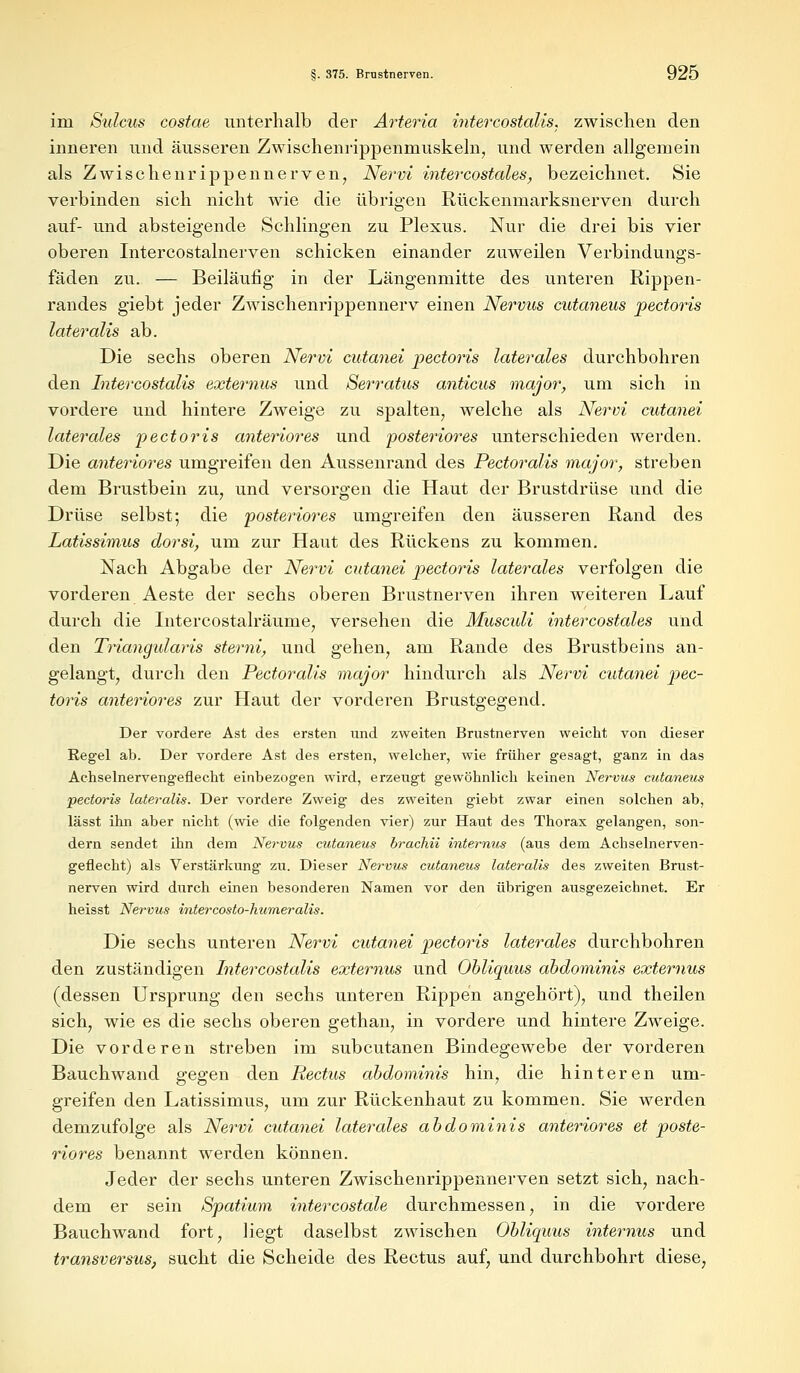 im Sulciis costae unterhalb der Arteria intercostalis. zwischen den inneren und äusseren Zwischenrippenmuskeln, und werden allgemein als Zwischenrippennerven, Nervi intercostales, bezeichnet. Sie verbinden sich nicht wie die übrigen Rückenmarksnerven durch auf- und absteigende Schlingen zu Plexus. Nur die drei bis vier oberen Intercostalnerven schicken einander zuweilen Verbindungs- fäden zu. — Beiläufig in der Längenmitte des unteren Rippen- randes giebt jeder Zwischenrippennerv einen Nervus cutaneus pectoris lateralis ab. Die sechs oberen Nervi cutanei pectoris laterales durchbohren den Intercostalis externus und Serr.atus anticus major, um sich in vordere und hintere Zweige zu spalten, welche als Nervi cutanei laterales pectoris anteriores und posteriores unterschieden werden. Die anteriores umgreifen den Aussenrand des Pectoralis major, streben dem Brustbein zu, und versorgen die Haut der Brustdrüse und die Drüse selbst; die posteriores umgreifen den äusseren Rand des Latissimus dorsi, um zur Haut des Rückens zu kommen. Nach Abgabe der Nervi cutanei pectoris laterales verfolgen die vorderen Aeste der sechs oberen Brustnerven ihren weiteren Lauf durch die Intercostalräunie, versehen die Musculi intercostales und den Triangidaris sterni, und gehen, am Rande des Brustbeins an- gelangt, durch den Pectoralis major hindurch als Nervi cutanei pec- toris anteriores zur Haut der vorderen Brustgegend. Der vordere Ast des ersten und zweiten Brustnerven weicht von dieser Regel ab. Der vordere Ast des ersten, welcher, wie früher gesagt, ganz in das Achselnervengeflecht einbezogen wird, erzeugt gewöhnlich keinen Nervus cutaneus pectoris lateralis. Der vordere Zweig des zweiten giebt zwar einen solchen ab, lässt ihn aber nicht (wie die folgenden vier) zur Haut des Thorax gelangen, son- dern sendet ihn dem Nervus cutaneus brachii internus (aus dem Achselnerven- geflecht) als Verstärkung zu. Dieser Nervus cutaneus lateralis des zweiten Brust- nerven wird durch einen besonderen Namen vor den übrigen ausgezeichnet. Er heisst Nervus intercosto-humeralis. Die sechs unteren Nervi cutanei pectoris laterales durchbohren den zuständigen Intercostalis externus und Obliquus abdominis externus (dessen Ursprung den sechs unteren Rippen angehört), und theilen sich, wie es die sechs oberen gethan, in vordere und hintere Zweige. Die vorderen streben im subcutanen Bindegewebe der vorderen Bauch wand gegen den Rectus abdominis hin, die hinteren um- greifen den Latissimus, um zur Rückenhaut zu kommen. Sie werden demzufolge als Nervi cutanei laterales abdominis anteriores et poste- riores benannt werden können. Jeder der sechs unteren Zwischenrippennerven setzt sich, nach- dem er sein Spatium intercostale durchmessen, in die vordere Bauchwand fort, liegt daselbst zwischen Obliquus internus und transversus, sucht die Scheide des Rectus auf, und durchbohrt diese,