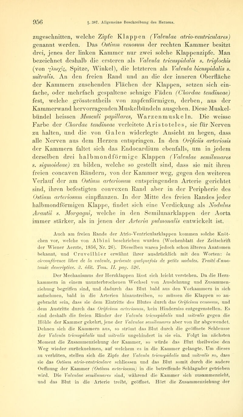 zugeschnitten, welche Zipfe Klappen (Valvulae atrio-ventriculares) genannt werden. Das Ostium venosum der rechten Kammer besitzt drei, jenes der linken Kammer nur zwei solche Klappenzipfe. Man bezeichnet deshalb die ersteren als Valvula tricuspidalis s. triglochis (von -{kbr/jq, Spitze, Winkel), die letzteren als Valvula bicuspidalis s. mitralis. An den freien Rand und an die der inneren Oberfläche der Kammern zusehenden Flächen der Klappen, setzen sich ein- fache, oder mehrfach gespaltene sehnige Fäden (Chordae tendineae) fest, welche grösstentheils von zapfenförmigen, derben, aus der Kammerwand hervorragenden Muskelbündeln ausgehen. Diese Muskel- bündel heissen Musculi 'papilläres, Warzenmuskeln. Die weisse Farbe der Chordae tendineae verleitete Aristoteles, sie für Nerven zu halten, und die von Galen widerlegte Ansicht zu hegen, dass alle Nerven aus dem Herzen entspringen. In den Orißciis ai^teriosis der Kammern faltet sich das Endocardium ebenfalls, um in jedem derselben drei halbmondförmige Klappen (Valvulae semilunares s. sigmoideae) zu bilden, welche so gestellt sind, dass sie mit ihren freien concaven Rändern, von der Kammer weg, gegen den weiteren Verlauf der am Ostium arteriosum entspringenden Arterie gerichtet sind, ihren befestigten convexen Rand aber in der Peripherie des Ostium arteriosum einpflanzen. In der Mitte des freien Randes jeder halbmondförmigen Klappe, findet sich eine Verdickung als Nodulus Arantii s. Morgagni, welche in den Semilunarklappen der Aorta immer stärker, als in jenen der Arteria pulmonalis entwickelt ist. Auch am freien Kande der Atrio-Ventricularklappen kommen solche Knöt- chen vor, welche von Albini beschrieben wurden (Wochenblatt der Zeitschrift der Wiener Aerzte, 1856, Nr. 26). Dieselben waren jedoch schon älteren Anatomen bekannt, und Cruveilhier erwähnt ihrer ausdrücklich mit den Worten: la circonference libre de la valvide, presente qicelquefois de petits nodules. Tratte d'ana- tomie descriptive. 3. edit. Tom. II. pag. 526. Der Mechanismiis der Herzklappen lässt sich leicht verstehen. Da die Herz- kammern in einem ununterbrochenen Wechsel von Ausdehnung und Zusammen- ziehung begriffen sind, und dadurch das Blut bald aus den Vorkammern in sich aufnehmen, bald in die Arterien hinaustreiben, so müssen die Klappen so an- gebracht sein, dass sie dem Eintritte des Blutes durch das Orifichim venosum, und dem Austritte durch das Orißcium arteriosum, kein Hinderniss entgegenstellen. Es sind deshalb die freien Eänder der Valvula tricuspidalis und mitralis gegen die Höhle der Kammer gekehrt, jene der Valvulae semilunares aber von ihr abgewendet. Dehnen sich die Kammern aus, so strömt das Blut durch die geöffnete Schleusse der Valvula tricuspidalis und mitralis ungehindert in sie ein. Folgt im nächsten Moment die Zusammenziehung der Kammer, so würde das Blut theilweise den Weg wieder zurücknehmen, auf welchem es in die Kammer gelangte. Um dieses zu verhüten, stellen sich die Zipfe der Valvula tricuspidalis und mitralis so, dass sie das Ostium atrio-ventrimlare schliessen und das Blut somit durch die andere Oeffnung der Kammer (Ostium arteriosum) in die betreffende Schlagader getrieben wird. Die Valvulae semilunares sind, während die Kammer sich zusammenzieht, und das Blut in die Arterie treibt, geöffnet. Hört die Zusammenziehung der