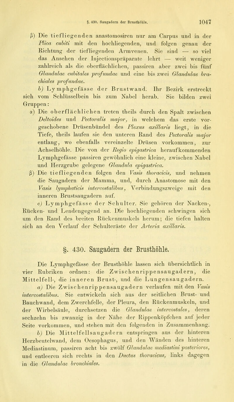 ß) Die tiefliegenden anastomosiren nur am Carpus und in der Plica cubiti mit den hochliegenden, und folgen genau der Richtung der tiefliegenden Armvenen. Sie sind —■ so viel das Ansehen der Injectionspräparate lehrt — weit weniger zahlreich als die oberflächlichen, passiren aber zwei bis fünf Glandulae cubitales profundae und eine bis zwei Glandulae bra- chiales profundae. b) Lymphgefässe der Brustwand. Ihr Bezirk erstreckt sich vom Schlüsselbein bis zum Nabel herab. Sie bilden zwei Gruppen: cc) Die oberflächlichen treten theils durch den Spalt zwischen Deltoides und Pectoralis major, in welchem das erste vor- geschobene Drüsenbündel des Plexus axillaris liegt, in die Tiefe, theils laufen sie den unteren Rand des Pectoralis major entlang, wo ebenfalls vereinzelte Drüsen vorkommen, zur Achselhöhle. Die von der Regio epigastrica heraufkommenden Lymphgefässe passiren gewöhnlich eine kleine, zwischen Nabel und Herzgrube gelegene Glandula epigastrica. ß) Die tiefliegenden folgen den Vasis thoracicis, und nehmen die Saugadern der Mamma, und, durch Anastomose mit den Vasis lyraphaticis intercostalibus, Verbindungszweige mit den inneren Brustsaugadern auf. c) Lymphgefässe der Schulter. Sie gehören der Nacken-, Rücken- und Lendengegend an. Die hochliegenden schwingen sich um den Rand des breiten Rückenmuskels herum; die tiefen halten sich an den Verlauf der Schulteräste der Arteria axillaris. §. 430. Saugadern der Brusthöhle. Die Lymphgefässe der Brusthöhle lassen sich übersichtlich in vier Rubriken ordnen: die Zwischenrippensaugadern, die Mittelfell-, die inneren Brust-, und die Lungensaugadern. a) Die Zwischenrippensaugadern verlaufen mit den Vasis intercostalibus. Sie entwickeln sich aus der seitlichen Brust- und Bauch wand, dem Zwerchfelle, der Pleura, den Rückenmuskeln, und der Wirbelsäule, durchsetzen die Glandulae intercostales, deren sechzehn bis zwanzig in der Nähe der Rippenköpfchen auf jeder Seite vorkommen, und stehen mit den folgenden in Zusammenhang. b) Die Mittelfellsaugadern entspringen aus der hinteren Herzbeutelwand, dem Oesophagus, und den Wänden des hinteren Mediastinum, passiren acht bis zwölf Glandulae mediastini posteriores, und entleeren sich rechts in den Ductus ihorackus, links dagegen in die Glandulae bronchiales.