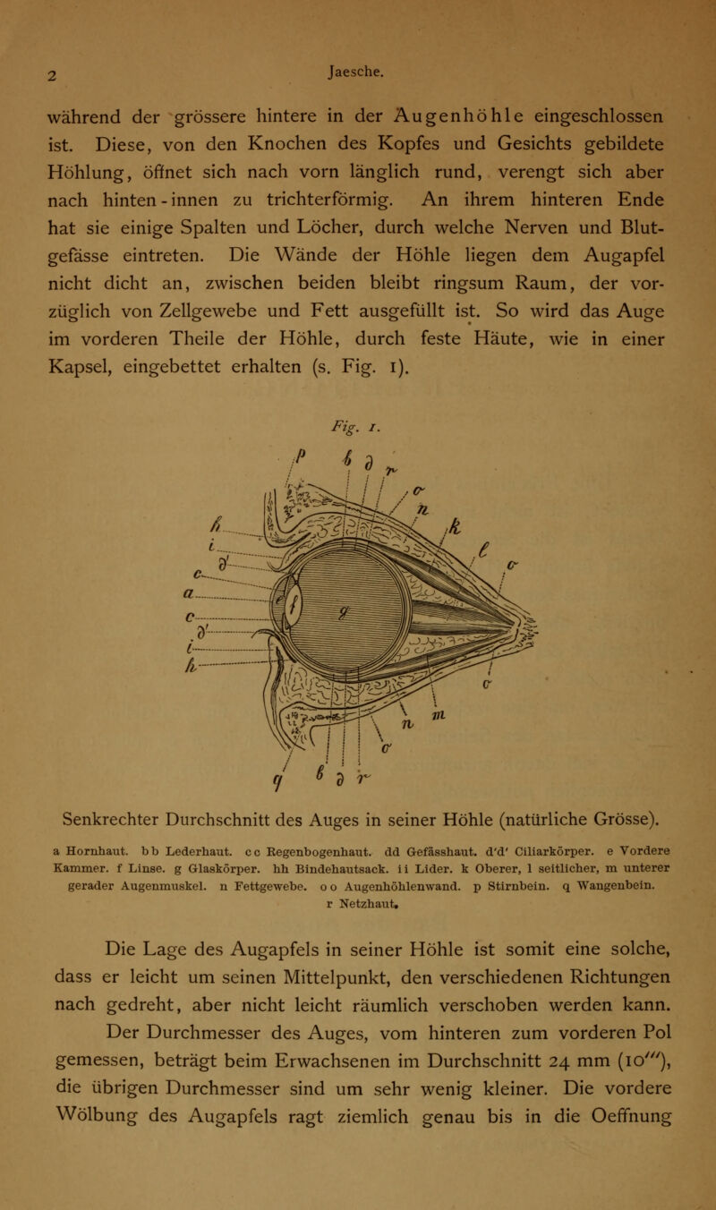 während der grössere hintere in der Augenhöhle eingeschlossen ist. Diese, von den Knochen des Kopfes und Gesichts gebildete Höhlung, öffnet sich nach vorn länglich rund, verengt sich aber nach hinten - innen zu trichterförmig. An ihrem hinteren Ende hat sie einige Spalten und Löcher, durch welche Nerven und Blut- gefässe eintreten. Die Wände der Höhle liegen dem Augapfel nicht dicht an, zwischen beiden bleibt ringsum Raum, der vor- züglich von Zellgewebe und Fett ausgefüllt ist. So wird das Auge im vorderen Theile der Höhle, durch feste Häute, wie in einer Kapsel, eingebettet erhalten (s. Fig. i). Senkrechter Durchschnitt des Auges in seiner Höhle (natürliche Grösse). a Hornhaut, bb Lederhaut, cc Regenbogenhaut, dd G-efässhaut. d'd' Ciliarkörper. e Vordere Kammer, f Linse, g Glaskörper, hh Bindehautsack, ii Lider, k Oberer, 1 seitlicher, m unterer gerader Augenmuskel, n Fettgewebe, oo Augenhöhlenwand, p Stirnbein, q Wangenbein. r Netzhaut. Die Lage des Augapfels in seiner Höhle ist somit eine solche, dass er leicht um seinen Mittelpunkt, den verschiedenen Richtungen nach gedreht, aber nicht leicht räumlich verschoben werden kann. Der Durchmesser des Auges, vom hinteren zum vorderen Pol gemessen, beträgt beim Erwachsenen im Durchschnitt 24 mm (io'), die übrigen Durchmesser sind um sehr wenig kleiner. Die vordere Wölbung des Augapfels ragt ziemlich genau bis in die OefTnung