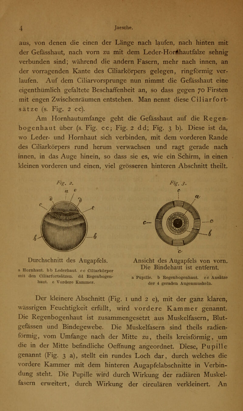 aus, von denen die einen der Lange nach laufen, nach hinten mit der Gefässhaut, nach vorn zu mit dem Leder-HorAhautfalze sehnig verbunden sind; während die andern Fasern, mehr nach innen, an der vorragenden Kante des Ciliarkörpers gelegen, ringförmig ver- laufen. Auf dem Ciliarvorsprunge nun nimmt die Gefässhaut eine eigenthümlich gefaltete Beschaffenheit an, so dass gegen 70 Firsten mit engen Zwischenräumen entstehen. Man nennt diese Ciliarfort- sätze (s. Fig. 2 cc). Am Hornhautumfange geht die Gefässhaut auf die Regen- bogenhaut über (s. Fig. cc; Fig. 2 dd; Fig. 3 b). Diese ist da, wo Leder- und Hornhaut sich verbinden, mit dem vorderen Rande des Ciliarkörpers rund herum verwachsen und ragt gerade nach innen, in das Auge hinein, so dass sie es, wie ein Schirm, in einen kleinen vorderen und einen, viel grösseren hinteren Abschnitt theilt. Pig. 3. Durchschnitt des Augapfels. a Hornhaut, bb Lederhaut, cc Ciliarkörper mit den Ciliarfortsätzen. dd Regenbogen- haut, e Vordere Kammer. &~ Ansicht des Augapfels von vorn. Die Bindehaut ist entfernt. a Pupille, b Regenbogenhaut, cc Ansätze der 4 geraden Augenmuskeln. Der kleinere Abschnitt (Fig. 1 und 2 e), mit der ganz klaren, wässrigen Feuchtigkeit erfüllt, wird vordere Kammer genannt. Die Regenbogenhaut ist zusammengesetzt aus Muskelfasern, Blut- gefässen und Bindegewebe. Die Muskelfasern sind theils radien- förmig, vom Umfange nach der Mitte zu, theils kreisförmig, um die in der Mitte befindliche Oeffnung angeordnet. Diese, Pupille genannt (Fig. 3 a), stellt ein rundes Loch dar, durch welches die vordere Kammer mit dem hinteren Augapfelabschnitte in Verbin- dung steht. Die Pupille wird durch Wirkung der radiären Muskel- fasern erweitert, durch Wirkung der circulären verkleinert. An