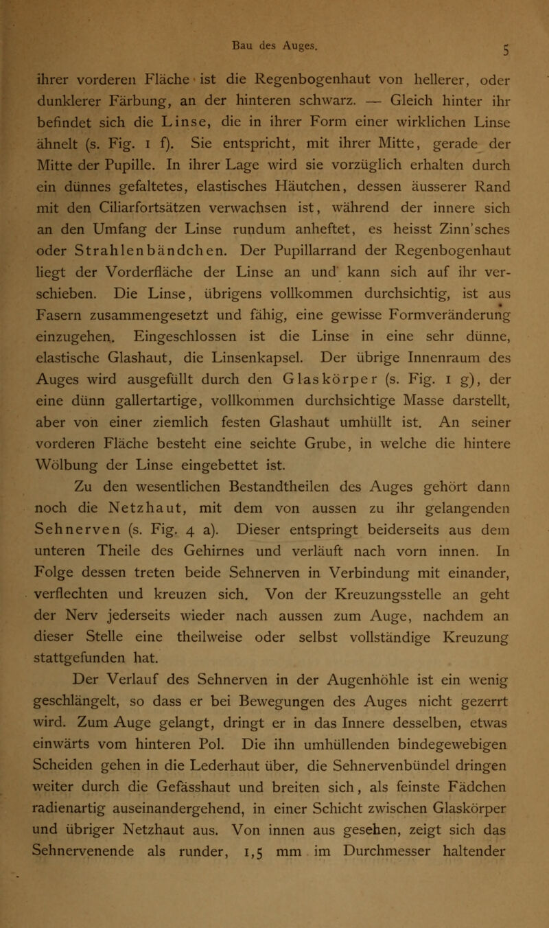 ihrer vorderen Fläche ist die Regenbogenhaut von hellerer, oder dunklerer Färbung, an der hinteren schwarz. — Gleich hinter ihr befindet sich die Linse, die in ihrer Form einer wirklichen Linse ähnelt (s. Fig. i f). Sie entspricht, mit ihrer Mitte, gerade der Mitte der Pupille. In ihrer Lage wird sie vorzüglich erhalten durch ein dünnes gefaltetes, elastisches Häutchen, dessen äusserer Rand mit den Ciliarfortsätzen verwachsen ist, während der innere sich an den Umfang der Linse rundum anheftet, es heisst Zinn'sches oder Strahlenbändchen. Der Pupillarrand der Regenbogenhaut liegt der Vorderfläche der Linse an und kann sich auf ihr ver- schieben. Die Linse, übrigens vollkommen durchsichtig, ist aus • Fasern zusammengesetzt und fähig, eine gewisse Formveränderung einzugehen. Eingeschlossen ist die Linse in eine sehr dünne, elastische Glashaut, die Linsenkapsel. Der übrige Innenraum des Auges wird ausgefüllt durch den Glaskörper (s. Fig. i g), der eine dünn gallertartige, vollkommen durchsichtige Masse darstellt, aber von einer ziemlich festen Glashaut umhüllt ist. An seiner vorderen Fläche besteht eine seichte Grube, in welche die hintere Wölbung der Linse eingebettet ist. Zu den wesentlichen Bestandtheilen des Auges gehört dann noch die Netzhaut, mit dem von aussen zu ihr gelangenden Sehnerven (s. Fig. 4 a). Dieser entspringt beiderseits aus dem unteren Theile des Gehirnes und verläuft nach vorn innen. In Folge dessen treten beide Sehnerven in Verbindung mit einander, verflechten und kreuzen sich. Von der Kreuzungsstelle an geht der Nerv jederseits wieder nach aussen zum Auge, nachdem an dieser Stelle eine theilweise oder selbst vollständige Kreuzung stattgefunden hat. Der Verlauf des Sehnerven in der Augenhöhle ist ein wenig geschlängelt, so dass er bei Bewegungen des Auges nicht gezerrt wird. Zum Auge gelangt, dringt er in das Innere desselben, etwas einwärts vom hinteren Pol. Die ihn umhüllenden bindegewebigen Scheiden gehen in die Lederhaut über, die Sehnervenbündel dringen weiter durch die Gefässhaut und breiten sich, als feinste Fädchen radienartig auseinandergehend, in einer Schicht zwischen Glaskörper und übriger Netzhaut aus. Von innen aus gesehen, zeigt sich das Sehnervenende als runder, 1,5 mm. im Durchmesser haltender