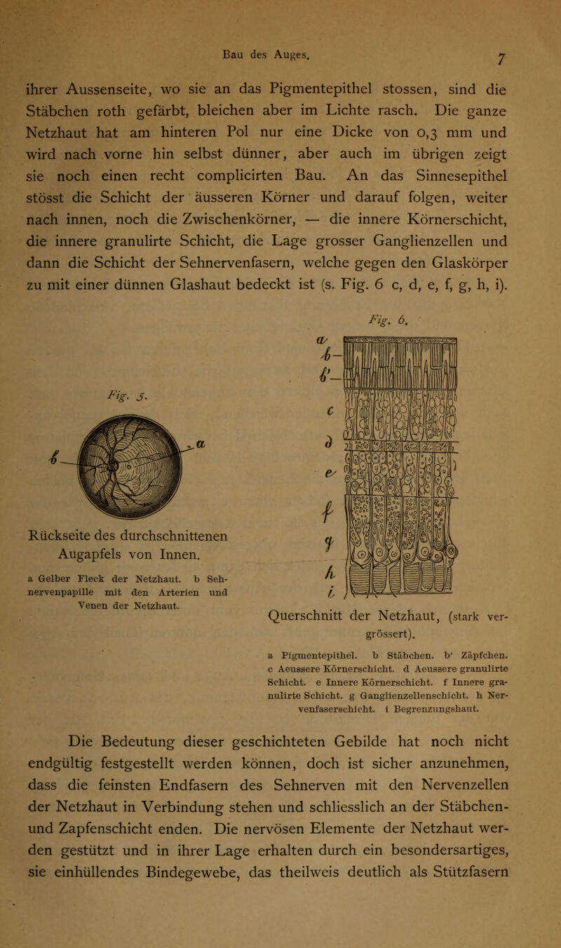 ihrer Aussenseite, wo sie an das Pigmentepithel stossen, sind die Stäbchen roth gefärbt, bleichen aber im Lichte rasch. Die ganze Netzhaut hat am hinteren Pol nur eine Dicke von 0,3 mm und wird nach vorne hin selbst dünner, aber auch im übrigen zeigt sie noch einen recht complicirten Bau. An das Sinnesepithel stösst die Schicht der äusseren Körner und darauf folgen, weiter nach innen, noch die Zwischenkörner, — die innere Körnerschicht, die innere granulirte Schicht, die Lage grosser Ganglienzellen und dann die Schicht der Sehnervenfasern, welche gegen den Glaskörper zu mit einer dünnen Glashaut bedeckt ist (s. Fig. 6 c, d, e, f, g, h, i). Fix. 6. 'ig- s- Rückseite des durchschnittenen Augapfels von Innen. a Gelber Fleck der Netzhaut, b Seh- nervenpapille mit den Arterien und Venen der Netzhaut. Querschnitt der Netzhaut, (stark ver- grössert). a Pigmentepithel. b Stäbchen, b' Zäpfchen, c Aeussere Körnerschicht, d Aeussere granulirte Schicht, e Innere Körnerschicht, f Innere gra- nulirte Schicht, g Ganglienzellenschicht, h Ner- venfaserschicht, i Begrenzungshaut. Die Bedeutung dieser geschichteten Gebilde hat noch nicht endgültig festgestellt werden können, doch ist sicher anzunehmen, dass die feinsten Endfasern des Sehnerven mit den Nervenzellen der Netzhaut in Verbindung stehen und schliesslich an der Stäbchen- und Zapfenschicht enden. Die nervösen Elemente der Netzhaut wer- den gestützt und in ihrer Lage erhalten durch ein besondersartiges, sie einhüllendes Bindegewebe, das theilweis deutlich als Stützfasern