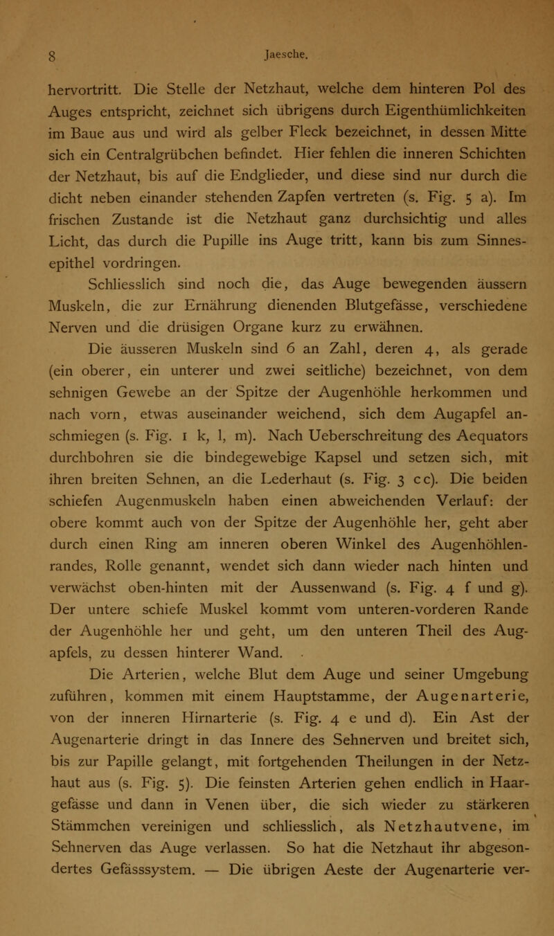 hervortritt. Die Stelle der Netzhaut, welche dem hinteren Pol des Auges entspricht, zeichnet sich übrigens durch Eigenthümlichkeiten im Baue aus und wird als gelber Fleck bezeichnet, in dessen Mitte sich ein Centralgrübchen befindet. Hier fehlen die inneren Schichten der Netzhaut, bis auf die Endglieder, und diese sind nur durch die dicht neben einander stehenden Zapfen vertreten (s. Fig. 5 a). Im frischen Zustande ist die Netzhaut ganz durchsichtig und alles Licht, das durch die Pupille ins Auge tritt, kann bis zum Sinnes- epithel vordringen. Schliesslich sind noch die, das Auge bewegenden äussern Muskeln, die zur Ernährung dienenden Blutgefässe, verschiedene Nerven und die drüsigen Organe kurz zu erwähnen. Die äusseren Muskeln sind 6 an Zahl, deren 4, als gerade (ein oberer, ein unterer und zwei seitliche) bezeichnet, von dem sehnigen Gewebe an der Spitze der Augenhöhle herkommen und nach vorn, etwas auseinander weichend, sich dem Augapfel an- schmiegen (s. Fig. 1 k, 1, m). Nach Ueberschreitung des Aequators durchbohren sie die bindegewebige Kapsel und setzen sich, mit ihren breiten Sehnen, an die Lederhaut (s. Fig. 3 cc). Die beiden schiefen Augenmuskeln haben einen abweichenden Verlauf: der obere kommt auch von der Spitze der Augenhöhle her, geht aber durch einen Ring am inneren oberen Winkel des Augenhöhlen- randes, Rolle genannt, wendet sich dann wieder nach hinten und verwächst oben-hinten mit der Aussenwand (s. Fig. 4 f und g). Der untere schiefe Muskel kommt vom unteren-vorderen Rande der Augenhöhle her und geht, um den unteren Theil des Aug- apfels, zu dessen hinterer Wand. Die Arterien, welche Blut dem Auge und seiner Umgebung zuführen, kommen mit einem Hauptstamme, der Augenarterie, von der inneren Hirnarterie (s. Fig. 4 e und d). Ein Ast der Augenarterie dringt in das Innere des Sehnerven und breitet sich, bis zur Papille gelangt, mit fortgehenden Theilungen in der Netz- haut aus (s. Fig. 5). Die feinsten Arterien gehen endlich in Haar- gefässe und dann in Venen über, die sich wieder zu stärkeren Stämmchen vereinigen und schliesslich, als Netzhautvene, im Sehnerven das Auge verlassen. So hat die Netzhaut ihr abgeson- dertes Gefässsystem. — Die übrigen Aeste der Augenarterie ver-