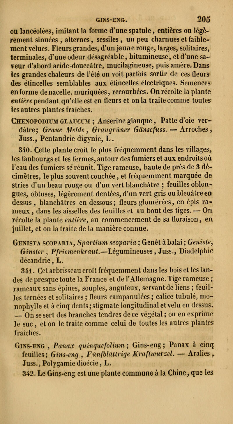 OU lancéolées, imitant la forme d'une spatule, entières ou légè- rement sinuées , alternes, sessiles, un peu charnues et faible- ment velues. Fleurs grandes, d'un jaune rouge, larges, solitaires, terminales, d'une odeur désagréable, bitumineuse, et d'une sa- veur d'abord acide-douceâtre, mucilagineuse, puis amère.Dans les grandes chaleurs de l'été on voit parfois sortir de ces fleuri? des étincelles semblables aux étincelles électriques. Semences enforme de nacelle, muriquées, recourbées. On récolte la plante entière pendant qu'elle est en fleurs et on la traite comme toutes les autres plantes fraîches. Chenopodium glaucuh ; Anserine glauque, Patte d'oie ver- dâtre; Graue Melde, Graugrûner Gansefuss. — Arroches, Juss., Pentandrie digynie, L. 340. Cette plante croît le plus fréquemment dans les villages^ les faubourgs et les fermes, autour des fumiers et aux endroits où. l'eau des fumiers se réunit. Tige rameuse, haute de près de 3 dé- cimètres, le plus souvent couchée, et fréquemment marquée de stries d'un beau rouge ou d'un vert blanchâtre ; feuilles oblon- gues, obtuses, légèrement dentées, d'un vert gris ou bleuâtre ea dessus, blanchâtres en dessous; fleurs glomérées, en épis ra- meux, dans les aisselles des feuilles et au bout des tiges. — On récolte la plante entière, au commencement de sa floraison, en juillet, et on la traite de la manière connue. Genista scoparia, Spartium scoparia ; Genêt à balai ; Genisie, Ginsler , Pfriemenkraut.—Légumineuses, Juss., Diadelphie décandrie, L. 341. Cet arbrisseau croit fréquemment dans les bois et les lan- des de presque toute la France et de l'Allemagne. Tige rameuse ; rameaux sans épines, souples, anguleux, servant de liens ; feuil- les ternées et solitaires; fleurs campanulées; calice tubulé, mo- jiophylle et à cinq dents ; stigmate longitudinal et velu en dessus. — On se sert des branches tendres de ce végétal ; on en exprime le suc, et on le traite comme celui de toutes les autres plantes fraîches. GiNS-E>'G , Panax quinquefoUum; Gins-eng; Panax à cinq feuilles ; Gins-eng , Fùnfbldttrige Kraftwurzel. — Aralies, Juss., Polygamie dioécie, L. 342. Le Gins-eng est une plante commune à la Chine, que les