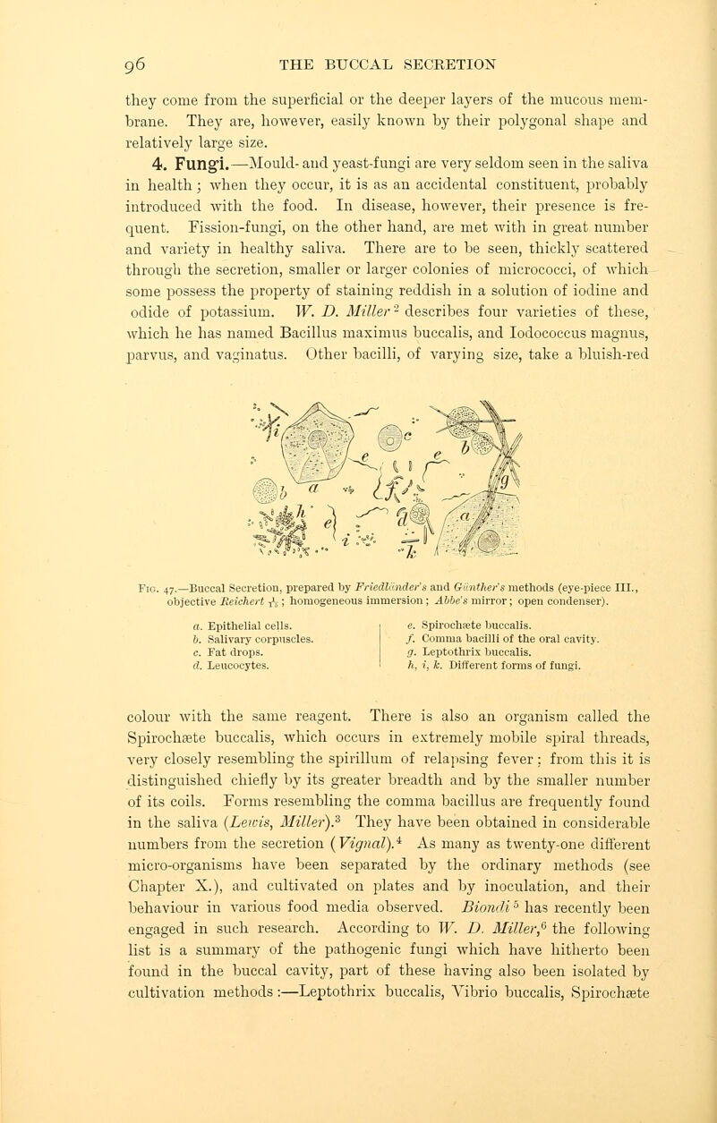 they come from the superficial or the deeper layers of the mucous mem- brane. They are, however, easily known by their polygonal shape and relatively large size. 4. Fungi.—Mould- and yeast-fungi are very seldom seen in the saliva in health; when they occur, it is as an accidental constituent, probably introduced with the food. In disease, however, their presence is fre- quent. Fission-fungi, on the other hand, are met with in great number and variety in healthy saliva. There are to be seen, thickly scattered through the secretion, smaller or larger colonies of micrococci, of which- some possess the property of staining reddish in a solution of iodine and odide of potassium. W. D. Miller2 describes four varieties of these, which he has named Bacillus maximus buccalis, and Iodococcus magnus, parvus, and vaginatus. Other bacilli, of varying size, take a bluish-red Fig. 47.—Buccal Secretion, prepared by Friedlander's and Ganther's methods (eye-piece III. objective Reichert -fa ; homogeneous immersion ; Abbe's mirror; open condenser). a. Epithelial cells. b. Salivary corpuscles. c. Fat drops. d. Leucocytes. e. Spirochete buccalis. /. Comma bacilli of the oral cavity. g. Leptothrix buccalis. h, i, k. Different forms of fungi. colour with the same reagent. There is also an organism called the Spirochete buccalis, which occurs in extremely mobile spiral threads, very closely resembling the spirillum of relapsing fever: from this it is distinguished chiefly by its greater breadth and by the smaller number of its coils. Forms resembling the comma bacillus are frequently found in the saliva (Leiois, Miller).5 They have been obtained in considerable numbers from the secretion (Vignal).4 As many as twenty-one different micro-organisms have been separated by the ordinary methods (see Chapter X.), and cultivated on plates and by inoculation, and their behaviour in various food media observed. Bioncli5 has recently been engaged in such research. According to W. D. Miller? the following list is a summary of the pathogenic fungi which have hitherto been found in the buccal cavity, part of these having also been isolated by cultivation methods :—Leptothrix buccalis, Vibrio buccalis, Spirochete