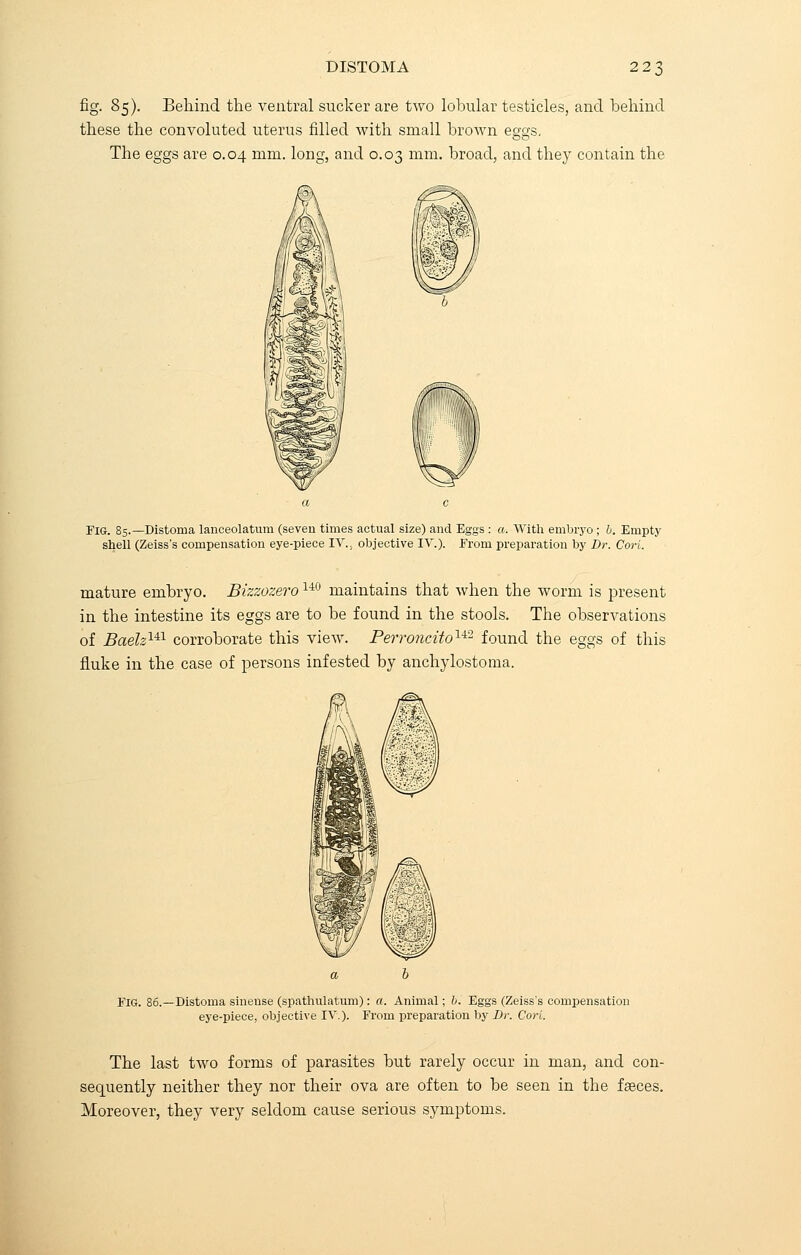 fig. 85). Behind the ventral sucker are two lobular testicles, and behind these the convoluted uterus rilled with small brown eggs. The eggs are 0.04 mm. long, and 0.03 mm. broad, and they contain the FIG. 85.—Distoma lanceolatura (seven times actual size) and Eggs : a. With embryo ; b. Empty shell (Zeiss's compensation eye-piece IV.; objective IV.). From preparation by Dr. Cori. mature embryo. Bizzozero140 maintains that when the worm is present in the intestine its eggs are to be found in the stools. The observations of Baelzlil corroborate this view. Perroncito142 found the eggs of this fluke in the case of persons infested by anchylostoma. Fig. 86.—Distoma sineuse (spathulatum) : a. Animal; b. Eggs (Zeiss's compensation eye-piece, objective IV.). From preparation by Dr. Cori. The last two forms of parasites but rarely occur in man, and con- sequently neither they nor their ova are often to be seen in the faeces. Moreover, they very seldom cause serious symptoms.