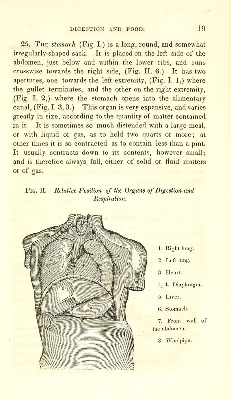 25. The stomach (Fig. I.) is a long, round, and somewhat irregularly-shaped sack. It is placed on the left side of the abdomen, just below and within the lower ribs, and runs crosswise towards the right side, (Fig. II. 6.) It has two apertures, one towards the left extremity, (Fig. I. 1,) where the gullet terminates, and the other on the right extremity, (Fig. I. 2,) where the stomach opens into the alimentary canal, (Fig. I. 3, 3.) This organ is very expansive, and varies greatly in size, according to the quantity of matter contained in it. It is sometimes so much distended with a large meal, or with liquid or gas, as to hold two quarts or more; at other times it is so contracted as to contain less than a pint. It usually contracts down to its contents, however small; and is therefore always full, either of solid or fluid matters or of gas. Fig. II, Relative Position of the Organs of Digestion and Respiration. 1. Rig-ht lung. 2. Left lung. 3. Heart. 4. 4. Diaphragm. 5. Liver. 6. Stomach. 7. Front wall of the abdomen. 8. Windpipe.