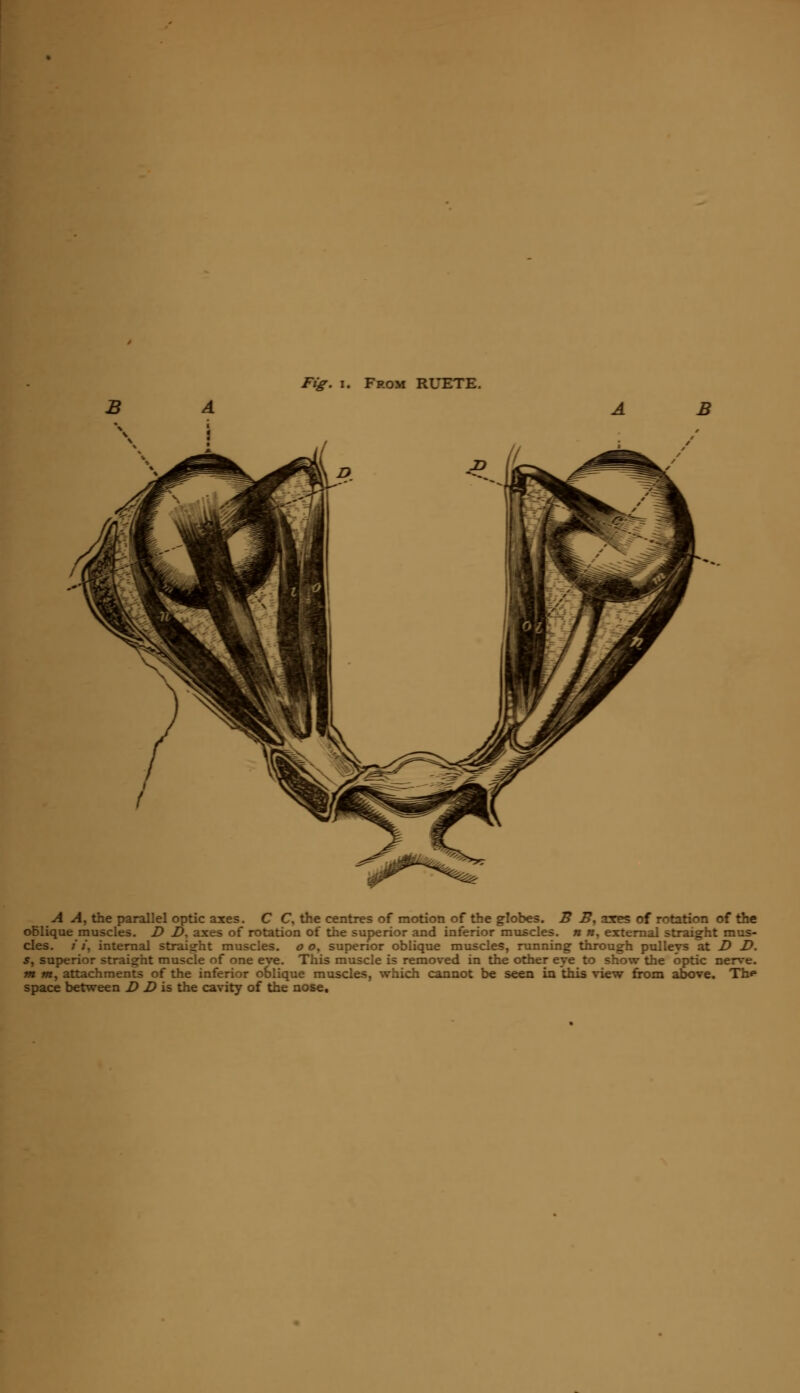 A A, the parallel optic axes. C C, the centres of motion of the globes. B 27. axes of rotation of the oblique muscles. D D, axes of rotation of the superior and inferior muscles, n n, external straight mus- cles. /*;', internal straight muscles, a o, superior oblique muscles, running through pulleys at D D. s, superior straight muscle of one eve. This muscle is removed in the other eve to show the optic nerve. m m, attachments of the inferior oblique muscles, which cannot be seen in this view from above. Th«» space between D D is the cavity of the nose.