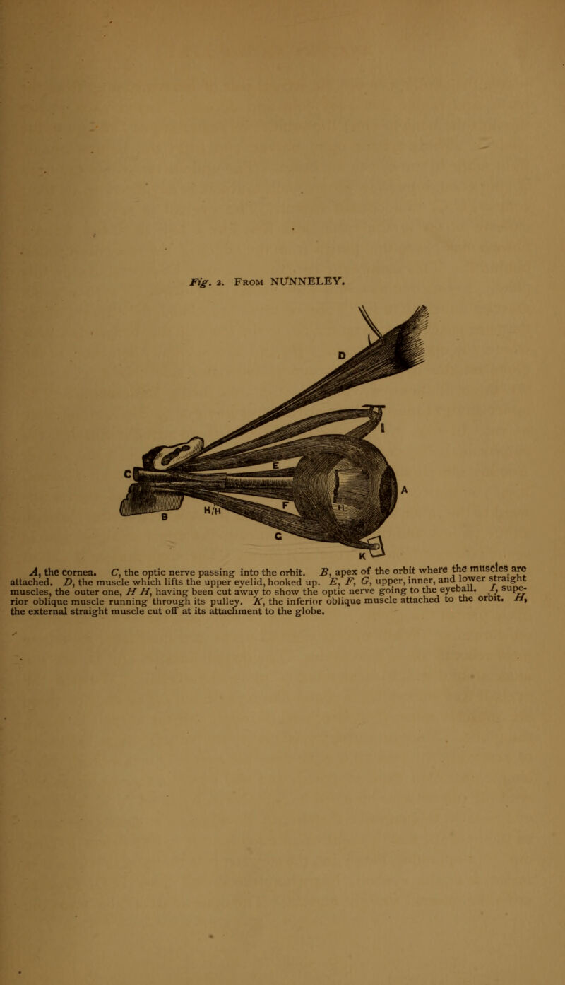 A, the cornea. C, the optic nerve passing into the orbit. B, apex of the orbit where the muscles are attached. Z>, the muscle which lifts the upper eyelid, hooked up. E, F, G, upper, inner, and lower straight muscles, the outer one, H //, having been cut away to show the optic nerve going to the eyeball. J, supe- rior oblique muscle running through its pulley. K, the inferior oblique muscle attached to the orbit, .tf, the external straight muscle cut off at its attachment to the globe.