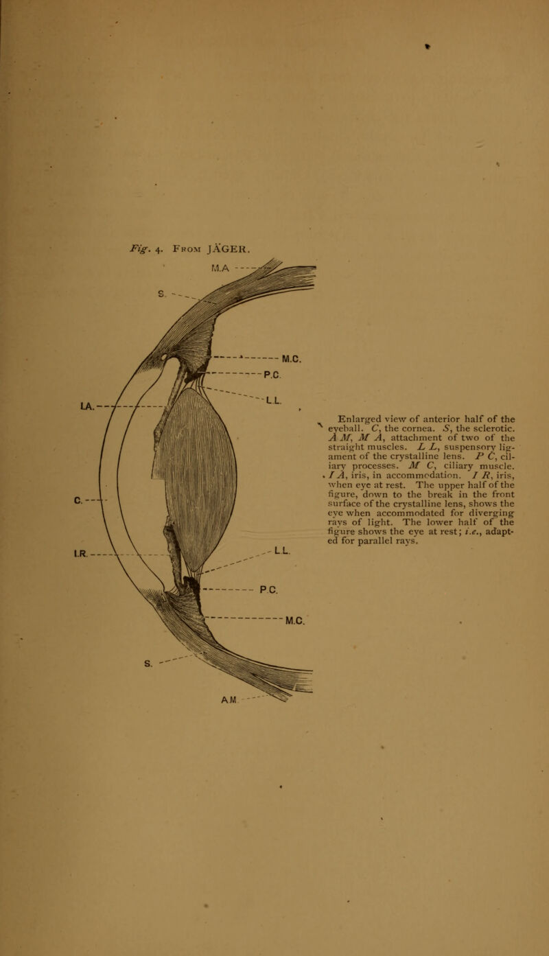 M.A --- Enlarged view of anterior half of the eyeball. C, the cornea. S, the sclerotic. A Af, M A, attachment of two of the straight muscles. L jL, suspensory lig- ament of the crystalline lens. P C, cil- iary processes. M C, ciliary muscle. / A, iris, in accommodation. / H, iris, when eye at rest. The upper half of the figure, down to the break in the front surface of the crystalline lens, shows the eve when accommodated for diverging rays of light. The lower half of the figure shows the eye at rest; i.e., adapt- ed for parallel rays. AM