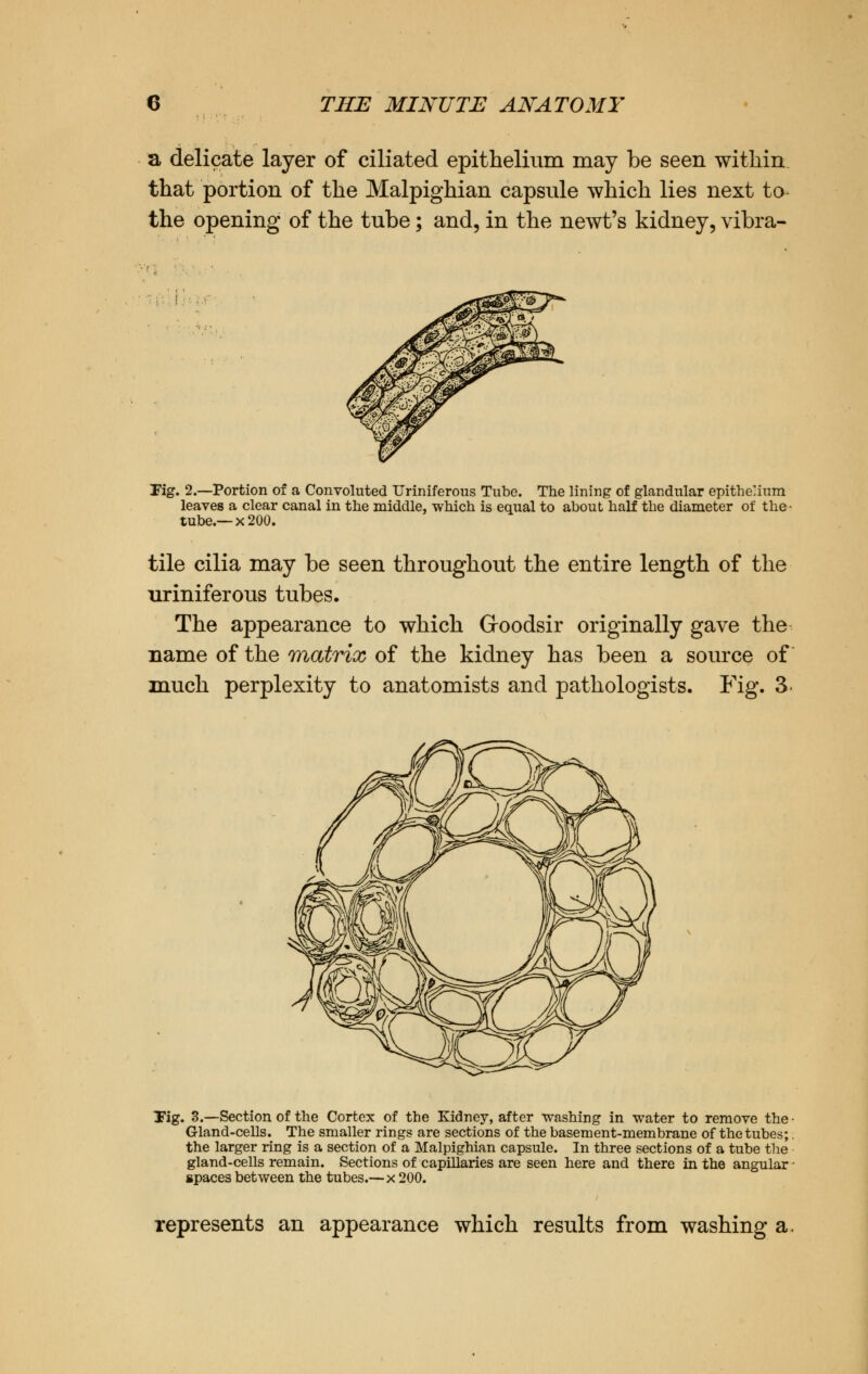 a delicate layer of ciliated epithelium may be seen within that portion of the Malpighian capsule which lies next to the opening of the tube; and, in the newt's kidney, vibra- Tig. 2.—Portion of a Convoluted Uriniferous Tube. The lining of glandular epithelium leaves a clear canal in the middle, which is equal to about half the diameter of the • tube.—x 200. tile cilia may be seen throughout the entire length of the uriniferous tubes. The appearance to which Groodsir originally gave the name of the matrix of the kidney has been a source of much perplexity to anatomists and pathologists. Fig. 3. Tig. 3.—Section of the Cortex of the Kidney, after washing in water to remove the Gland-cells. The smaller rings are sections of the basement-membrane of the tubes; the larger ring is a section of a Malpighian capsule. In three sections of a tube the gland-cells remain. Sections of capillaries are seen here and there in the angular spaces between the tubes.— x 200. represents an appearance which results from washing a