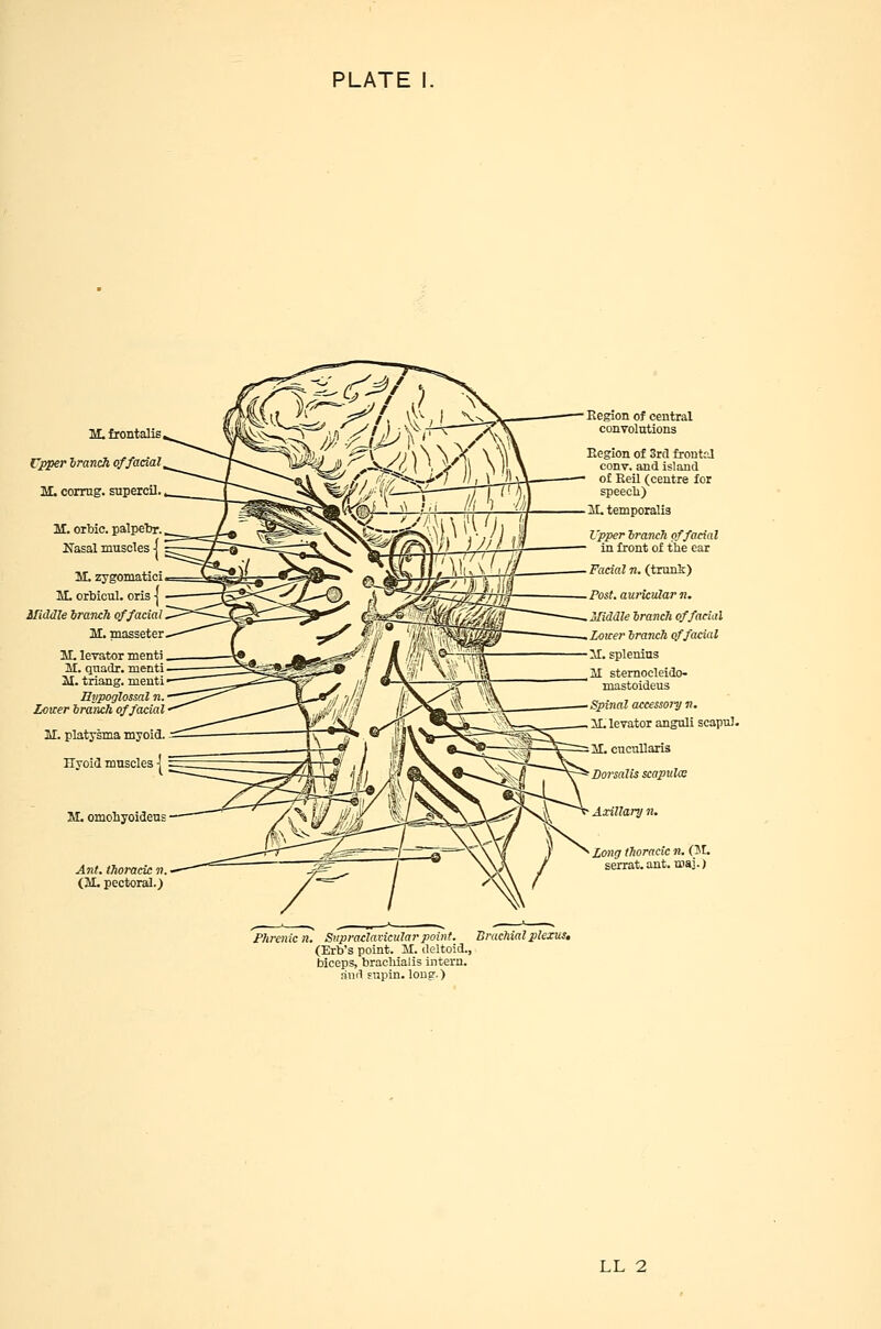 M. frontalis, Cjpper Iranch of facial, M. corrng. supercil. ir. orbic. palpelw. Nasal muscles | ]iI.zygoinatici, H. orbicul. oris | Middle ira-nck of facial M. masseter IL levator menti. M. qnadr. menti ■ il. triang. menti- Hypoglossal n. Lovcer branch of facial M. platysma myoid. Hyoid muscles ■! M, omohyoideui Ant. tlioracic v. (M. pectoral.) Region of central convolutions Eegion of 3rcl frontrJ conv. and island of Keil (centre for speecli) IL temporalis Upper drancTi g in front of tl Facial n. (trunk) Fast, auricular n. Aliddle IrancTi of facial Lower branch of facial IT. splenius ai stemocleido- mastoideus Spinal accessory n. 11. levator angnli scapul. 11. cncullaris Sorsalis scapulx Axillary n. Long thoracic n. (JL serrat.ant. maj.) ;n, Sxpraclavicular point. Brachial plexus, (Erb's point. IT. deltoid., biceps, brachialis intern, rind fupin. long.) LL 2