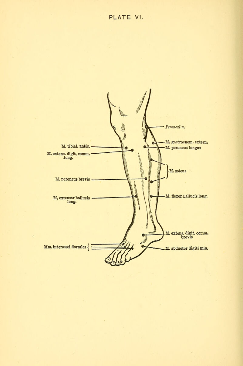 IL tibiaL antic, ISL eztens. digit, comm. Jong. M. peroneus breyis M. extensor hallncis long. Httuinterossei doTsales Peroneal n. M. gastiocnem. estem. IT. peroneus longus M. flexor hallucis long. M. extens. digit, coram, trevis M. abductor digiti min.