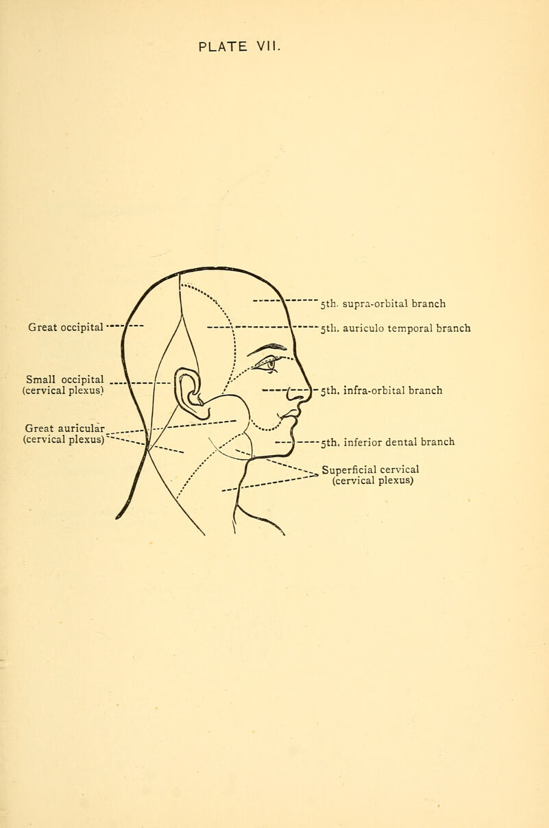 Great occipital —i Small occipital (cervical plexus) Great auricular (cervical plexus)'—- 5th. supra-orbital branch 5th. auriculo temporal branch -^■^-J-Sth. infra-orbital branch 5th, inferior dental branch Superficial cervical (cervical plexus)