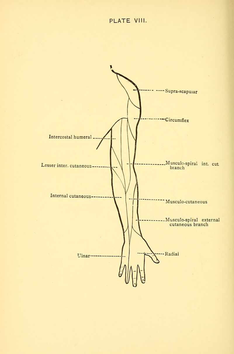 Intercostal humeral Lesser inter, cutaneoiis Internal cutaneous Ulnar Supra-scapuiar Circumflex Musculo-spiral int. cut branch Musculo-cutaneous Musculo-spiral external cutaneous branch —-^c:-\—-Radial