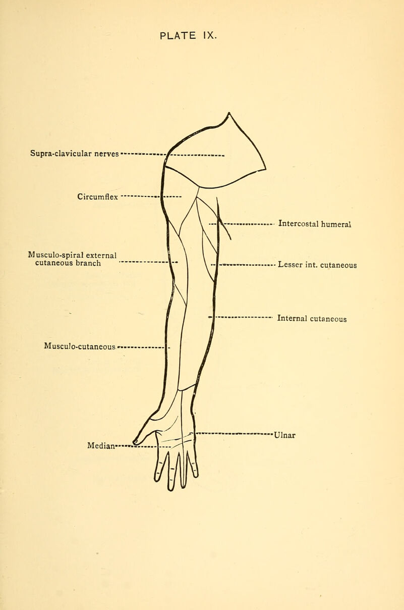 Supra-clavicular nerves Circumflex Musculo-spiral external cutaneous branch MuscuJo-cutaneous Median Intercostal humeral Lesser int. cutaneous Internal cutaneous —Ulnar