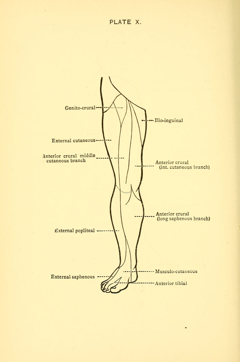 Genito-crural—' External cutaneous Anterior crural middle cutaneous branch External popliteal External saphenous Ilio-inguinal Anterior crural (int. cutaneous branch) Anterior crural (long saphenous branch) Musculo-cutaneous Anterior tibial