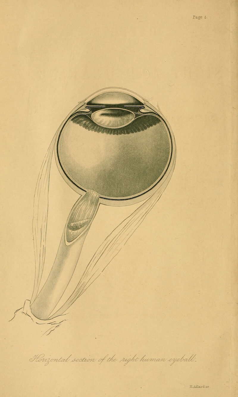 .  i ' .  ■ . - - - .