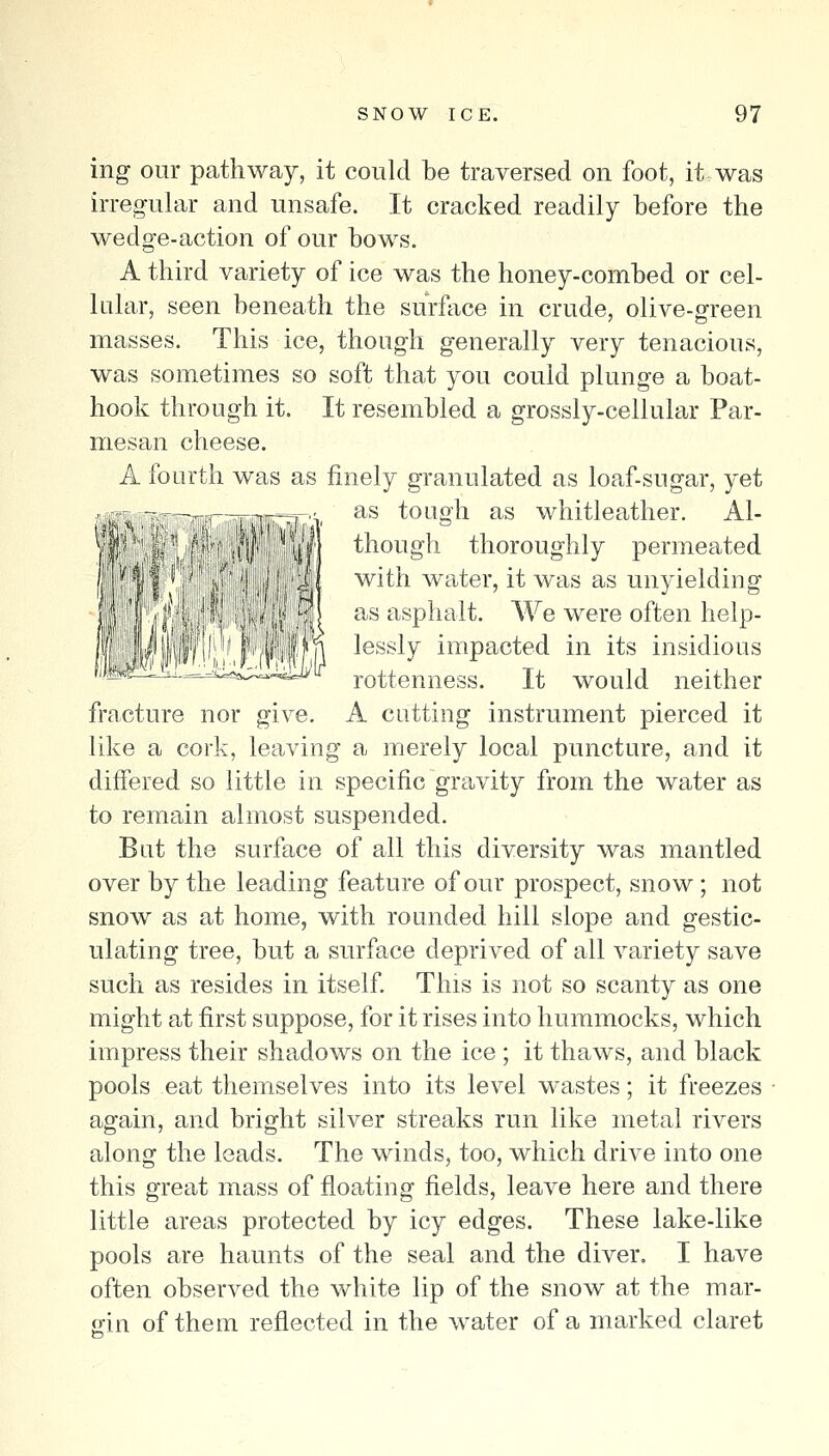 ing our pathway, it could be traversed on foot, it was irregular and unsafe. It cracked readily before the wedge-action of our bows. A third variety of ice was the honey-combed or cel- lular, seen beneath the surftice in crude, olive-green masses. This ice, though generally very tenacious, was sometimes so soft that you could plunge a boat- hook through it. It resembled a grossly-cellular Par- mesan cheese. A fourth was as finely granulated as loaf-sugar, yet as tough as whitleather. Al- though thoroughly permeated with water, it was as unyielding as asphalt. We were often help- Plllf]!),^, j;.|'|(,.i|rM lessly impacted in its insidious :-—^^-=:.-.i-ix...,.iLJy rottenness. It would neither fracture nor give. A cutting instrument pierced it like a cork, leaving a merely local puncture, and it diifered so little in specific gravity from the water as to remain almost suspended. But the surface of all this diversity was mantled over by the leading feature of our prospect, snow ; not snow as at home, with rounded hill slope and gestic- ulating tree, but a surface deprived of all variety save such as resides in itself This is not so scanty as one might at first suppose, for it rises into hummocks, which impress their shadows on the ice ; it thaws, and black pools eat themselves into its level wastes; it freezes again, and bright silver streaks run like metal rivers along the leads. The winds, too, which drive into one this great mass of floating fields, leave here and there little areas protected by icy edges. These lake-like pools are haunts of the seal and the diver. I have often observed the white lip of the snow at the mar- Sfin of them reflected in the water of a marked claret