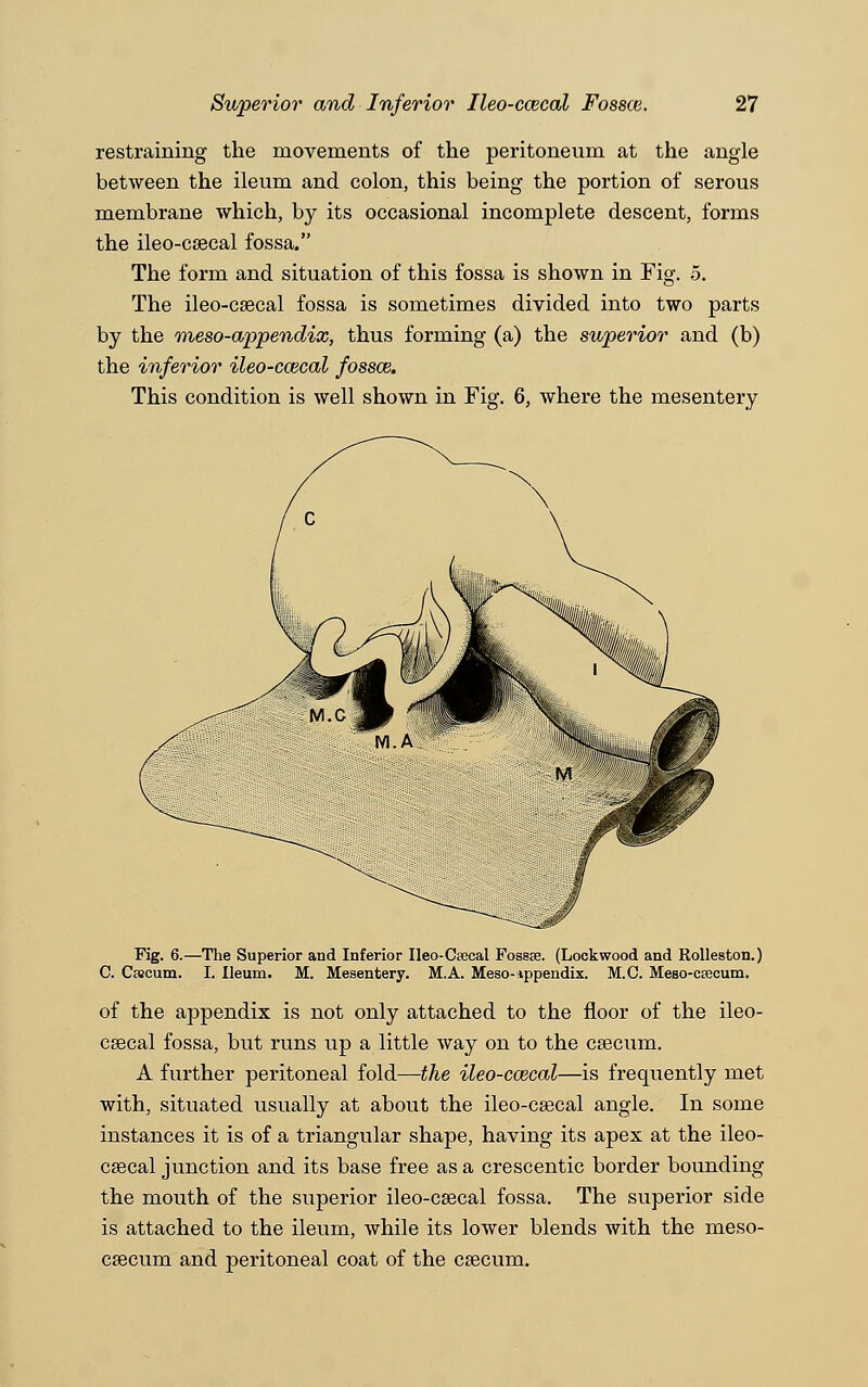 restraining the movements of the peritoneum at the angle between the ileum and colon, this being the portion of serous membrane which, by its occasional incomplete descent, forms the ileo-csecal fossa. The form and situation of this fossa is shown in Fig. 5. The ileo-csecal fossa is sometimes divided into two parts by the meso-appendix, thus forming (a) the superior and (b) the inferior ileo-ccecal fossce. This condition is well shown in Fig. 6, where the mesentery Fig. 6.—The Superior and Inferior Ileo-Csecal Fossae. (Lockwood and Rolleston.) C. Cajcum. I. Ileum. M. Mesentery. M.A. Meso-ippendix. M.G. Meso-csecum. of the appendix is not only attached to the floor of the ileo- csecal fossa, but runs up a little way on to the csecum. A further peritoneal fold—the ileo-ccecal—is frequently met with, situated usually at about the ileo-csecal angle. In some instances it is of a triangular shape, having its apex at the ileo- csecal junction and its base free as a crescentic border bounding the mouth of the superior ileo-csecal fossa. The superior side is attached to the ileum, while its lower blends with the meso- csecum and peritoneal coat of the csecum.