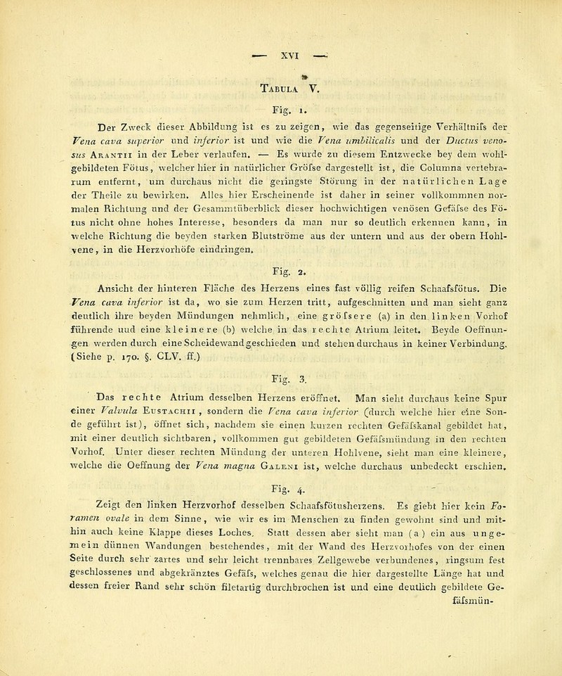 Tabula V. Fig. 1. Der Zwect dieser Abbildung ist es zu zeigen, wie das gegenseitige Veriiältnifs der F'ena cava siiperior und inferior ist und wie die Fe na umbilicalis und der Ductus veno- sus Arantii in der Leber verlaufen. — Es wurde zu diesem Entzwecke bey dem woM- gebildeten Fötus, welcher hier in natürlicher Gröfse dargestellt ist, die Columna vertebra- rum entfernt, um durchaus nicht die geringste Störung in der natürlichenLage der Theile zu bewirken. Alles hier Erscheinende ist daher in seiner vollkommnen nor- malen Richtung und der Gesammtüberblick dieser hochwichtigen venösen Gefäfse des Fö- tus nicht ohne hohes Interesse, besonders da man nur so deutlich erkennen kann, in ■welche Richtung die beyden starken Blutströme aus der untern und aus der obern Hohl- vene , in die Herzvorhöfe eindringen, Fig. 2. . Ansicht der hinteren Fläche des Herzens eines fast völlig reifen Schaafsfötus, Die Vena cava inferior ist da, wo sie zum Herzen tritt, aufgeschnitten und man sieht ganz deutlich ihre beyden Mündungen nehmlich, eine gröfsere (a) in den.link-en Vorhof führende uud eine kleinere (b) welche in das rechte Atrium leitet. Beyde Oeffnun- gen werden durch eine Scheidewand geschieden und stehen durchaus in keiner Verbindung. (Siehe p. 170. §. CLV. ff.) Fig. .^. Das rechte Atrium desselben Herzens eröffnet. Man sieht durchaus kein« Spur einer Valvida Eustachii , sondern die Vena cava inferior (durch welche hier eine Son- de geführt ist), öffnet sich, nachdem sie einen kurzen rechten Gefäfskanal gebildet hat, mit einer deutlich sichtbaren , vollkommen gut gebildeten Gefäfsniündung in den rechten Vorhof. Unter dieser rechten Mündung der unteren Hohlvene, sieht man eine kleinere, welche die Oeffnung der Vena magna Galeni ist, welche durchaus unbedeckt erschien, Fig. 4. Zeigt den linken Herzvorhof desselben Schaafsfötusherzens. Es glebt hier kein Fo- ramen ovale in dem Sinne, wie wir es im Menschen zu finden gewohnt sind und mit- hin auch keine Klappe dieses Loches, Statt dessen aber sieht man (a) ein aus unge- mein dünnen Wandungen bestehendes, mit der Wand des Herzvorhofes von der einen Seite durch sehr' zartes und sehr leicht trennbares Zellgewebe verbundenes , ringsum fest geschlossenes und abgekränztes Gefäfs, welches genau die hier dargestellte Länge hat und dessen freier Rand sehr schön filetartig durchbrochen ist und eine deutlich gebildete Ge- fälsmün-
