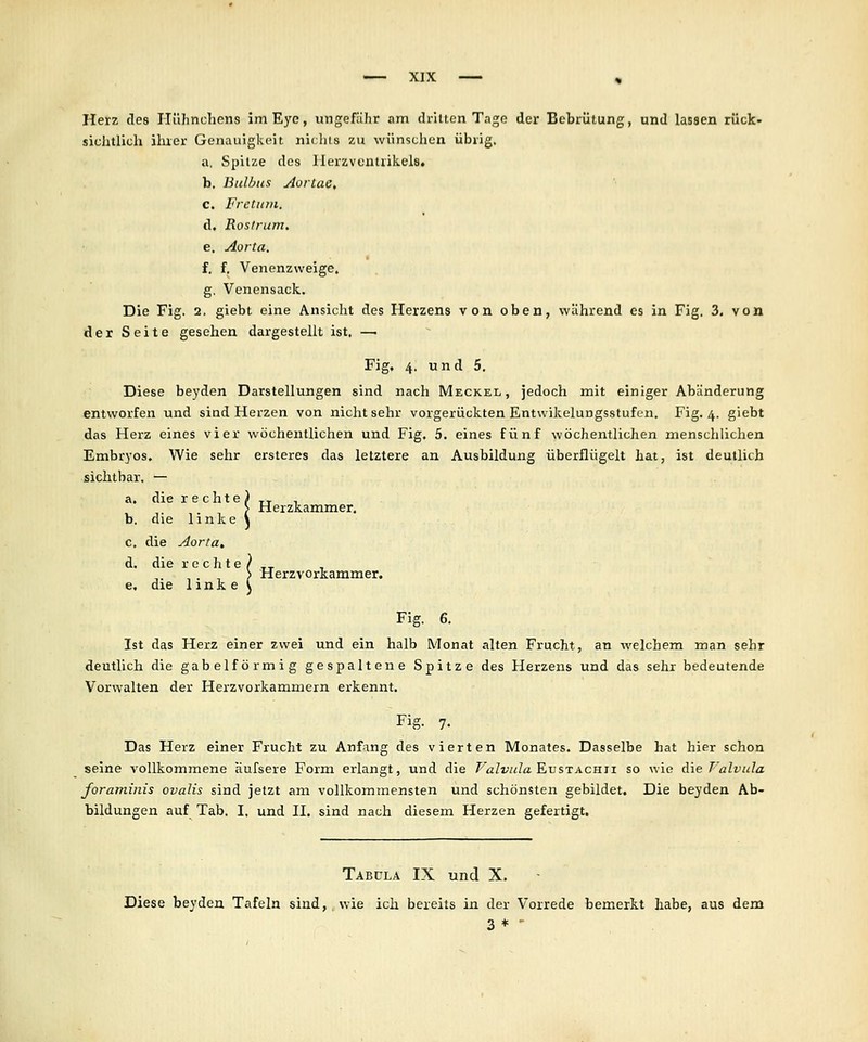 Herz des ITühncliens im Eye, ungefähr am clritLcn Tngo der Bcbrüiung, und lassen rück- sichtlich ihrer Genauigkeit ni( hls zu wünschen übrig. a. Spitze des llerzventrikels, b. Ihdbus AorUic. c. L'retiirn. d. Rosfrum, e. Aorta. f. f. Venenzweige, g. Venensack.. Die Fig. 2, giebt eine Ansicht des Herzens von oben, während es in Fig. 3. von der Seite gesehen dargestellt ist, —. Fig. 4. und 5. Diese beyden Darstellungen sind nach Meckel, jedoch mit einiger Abänderung entworfen und sind Herzen von nichtsehr vorgerückten Entwikelungsstufen. Fig. 4. giebt das Herz eines vier wöchentlichen und Fig. 5. eines fünf wöchentlichen menschlichen Embryos. Wie sehr ersteres das letztere an Ausbildung überflügelt hat, ist deutlich sichtbar, — a, die rechte b, die linke c, die Aorta, d, die rechte e, die linke Herzkammer. Herzvorkammer. Fig. 6. Ist das Herz einer zwei und ein halb Monat alten Frucht, an welchem man sehr deutlich die gabelförmig gespaltene Spitze des Herzens und das sehr bedeutende Vorwalten der Herzvorkammern erkennt. Fig. 7, Das Herz einer Frucht zu Anfang des vierten Monates. Dasselbe hat hier schon seine vollkommene aufsere Form erlangt, und die Valvula Evstacb.ii so wie die T'alvula foraminis ovalis sind jetzt am vollkommensten und schönsten gebildet. Die beyden Ab- bildungen auf Tab, I, und II. sind nach diesem Herzen gefertigt. Tabula IX und X. Diese beyden Tafeln sind, wie ich bereits in der Vorrede bemerkt habe, aus dem 3 * •