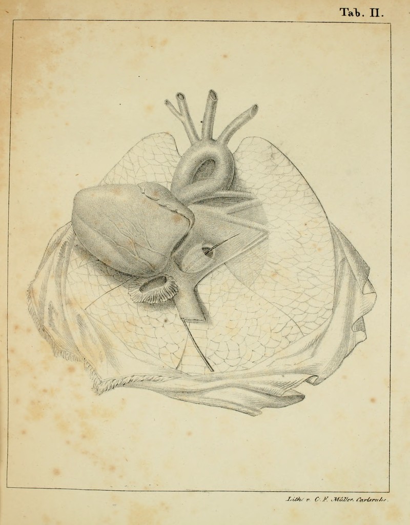 Ta^. II. X^: -.r- ■ ^ T^s; - j.yj W'^^^' J.iZ^ r C y. iMuX/ff. roHfrn/-^