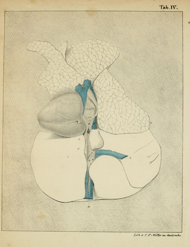 Tat.rvr. 1 wmi LirJ, i> r.jr. HÜOcr^n^ Ou^nOie
