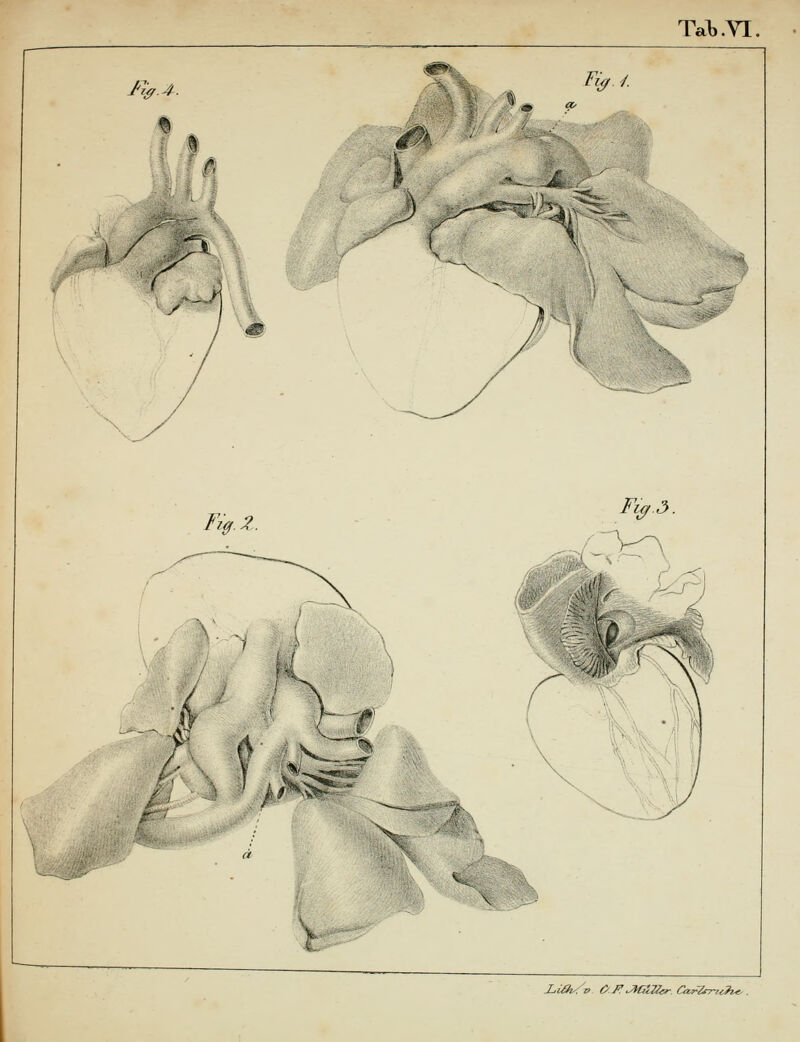 Tab .VI. iS^\-= äfo J'V^- t< Fia / Fi0.Z. %J>. t- -LUh<-z> OJ^ JHÜZler. Ca^rT^ruh^ .