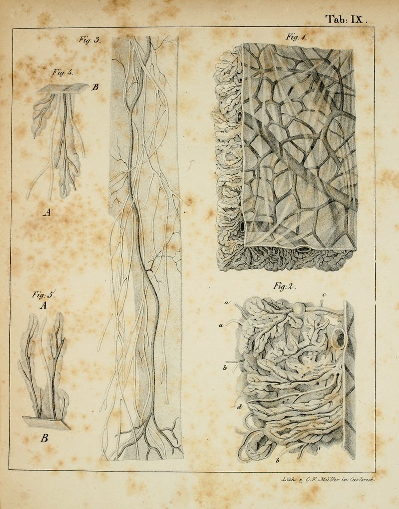 Tat: IX. F{ff.3. '■■W'^' Ftff.A. j^-r 3 F A iW^^^ h i Fiff:^. - M^V^ ^'-^ .^ 2jV£^ V C.y. fJWtiZ/er-r in^CctyloTtiA-.