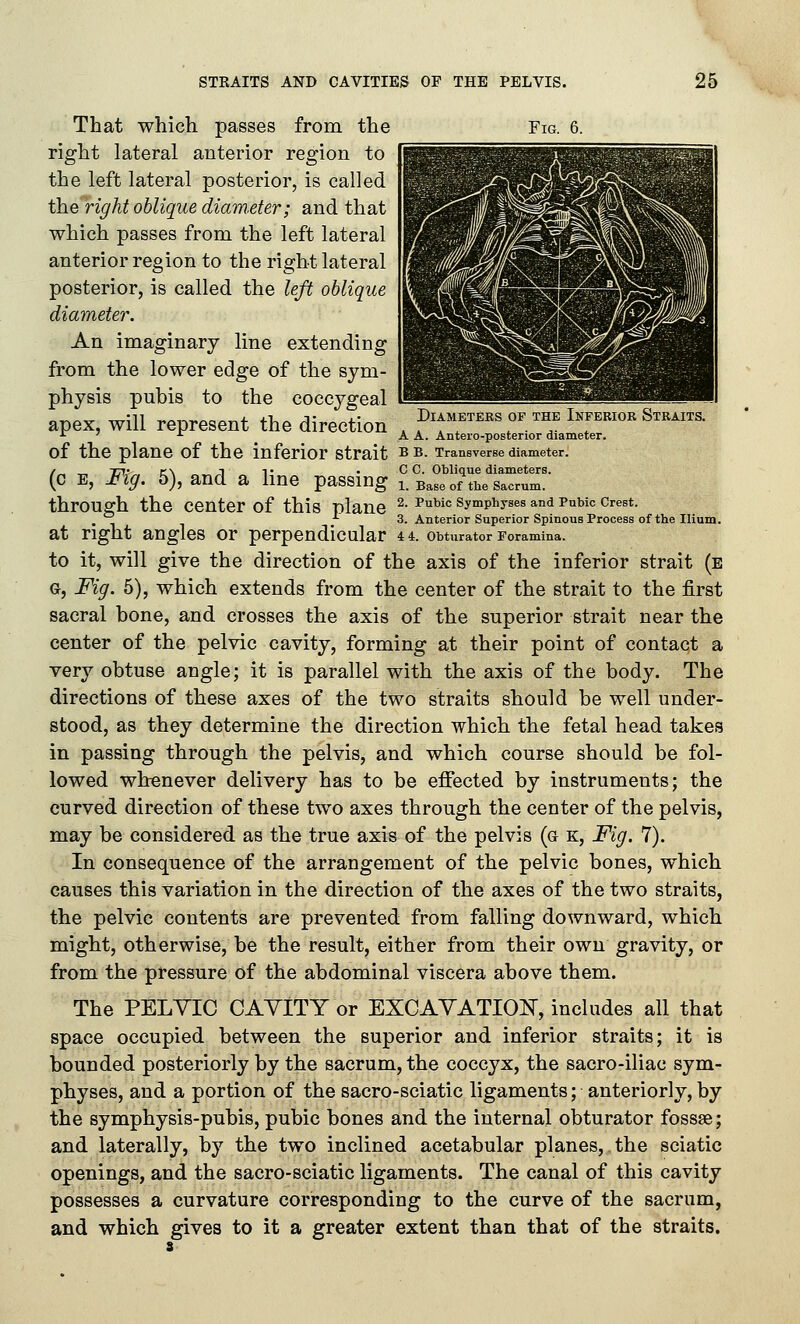 Fig. 6. Diameters of the Inferior Straits. That which passes from the right lateral anterior region to the left lateral posterior, is called the right oblique diam.eter; and that which passes from the left lateral anterior region to the right lateral posterior, is called the left oblique diameter. An imaginary line extending from the lower edge of the sym- physis pubis to the coccygeal apex, will represent the direction » » » , . • .,- . •'•'■'■ A A. Antero-postenor diameter. of the plane of the inferior strait BB. Transverse diameter. („ „ TTj- c\ „ 1 T • C C. Oblique diameters. c E, Fig. 5), and a hne passing i. Base of the sacrum. through the center of this plane ^- ^^'° symphyses and PuWc crest. . ^ •'^ 3. Anterior Superior Spinous Process of the Ilium. at right angles or perpendicular 44. obturator Foramina. to it, will give the direction of the axis of the inferior strait (e G, Fig. 5), which extends from the center of the strait to the first sacral bone, and crosses the axis of the superior strait near the center of the pelvic cavity, forming at their point of contact a very obtuse angle; it is parallel with the axis of the body. The directions of these axes of the two straits should be well under- stood, as they determine the direction which the fetal head takes in passing through the pelvis, and which course should be fol- lowed whenever delivery has to be effected by instruments; the curved direction of these two axes through the center of the pelvis, may be considered as the true axis of the pelvis (g k, Fig. 7). In consequence of the arrangement of the pelvic bones, which causes this variation in the direction of the axes of the two straits, the pelvic contents are prevented from falling downward, which might, otherwise, be the result, either from their own gravity, or from the pressure of the abdominal viscera above them. The PELYIC CAYITY or EXCAYATIOK, includes all that space occupied between the superior and inferior straits; it is bounded posteriorly by the sacrum, the coccyx, the sacro-iliac sym- physes, and a portion of the sacro-sciatic ligaments; anteriorly, by the symphysis-pubis, pubic bones and the internal obturator fossae; and laterally, by the two inclined acetabular planes, the sciatic openings, and the sacro-sciatic ligaments. The canal of this cavity possesses a curvature corresponding to the curve of the sacrum, and which gives to it a greater extent than that of the straits.