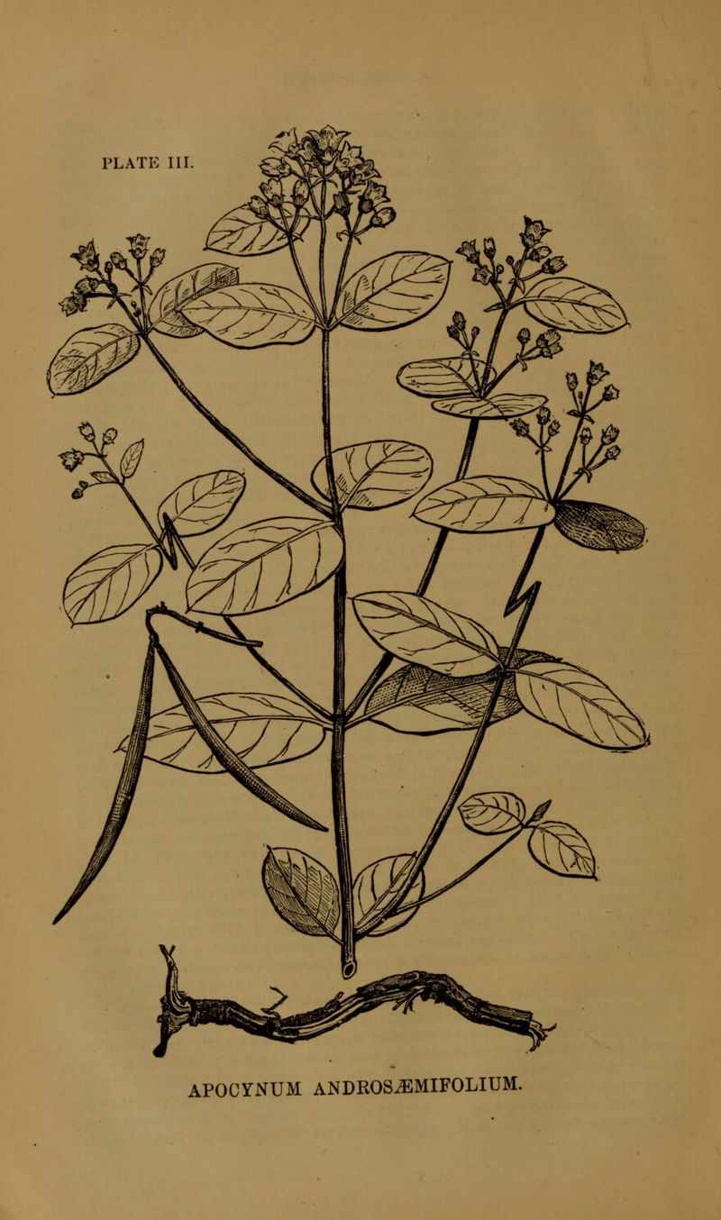 PLATE 111 APOCYNUM ANDROS^MIFOLIUM.