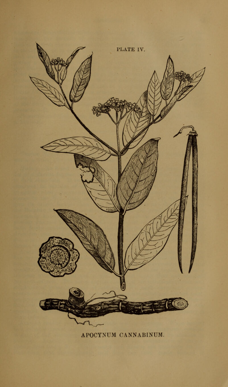 APOCYNUM CANNABINUM.