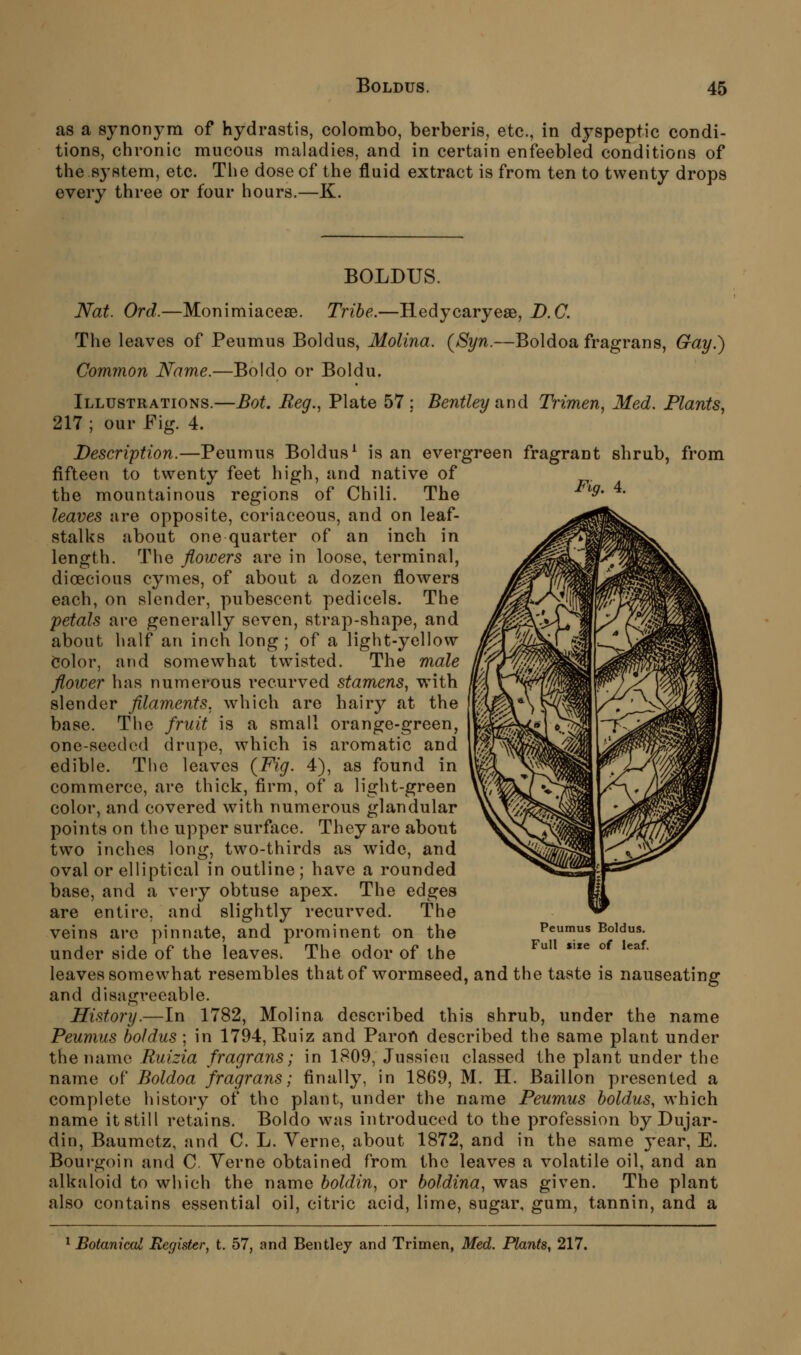 as a synonym of Hydrastis, Colombo, berberis, etc., in dyspeptic condi- tions, chronic mucous maladies, and in certain enfeebled conditions of the .83'stem, etc. The dose of the fluid extract is from ten to twenty drops every three or four hours.—K. Fig. 4. BOLDUS. Nat. Ord.—Monimiacese. Tribe.—Hedycaryeae, D.C. The leaves of Peumus Boldus, Molina. (Syn.—Boldoa fragrans, Gay.) Common Name.—Boldo or Boldu. Illustrations.—Bot. Reg., Plate 57: Bentley nnd Trimen, Med. Plants^ 217 ; our Fig. 4. Description.—Peumus Boldus^ is an evergreen fragrant shrub, from fifteen to twenty feet high, and native of the mountainous regions of Chili. The leaves are opposite, coriaceous, and on leaf- stalks about one quarter of an inch in length. The flowers are in loose, terminal, dioecious cymes, of about a dozen flowers each, on slender, pubescent pedicels. The petals are generally seven, strap-shape, and about half an inch long; of a light-yellow ijolor, and somewhat twisted. The male flower has numerous recurved stamens., with slender filaments, which are hair}'' at the base. The fruit is a small orange-green, one-seeded drupe, which is aromatic and edible. The leaves {Fig. 4), as found in commerce, are thick, firm, of a light-green color, and covered with numerous glandular points on the upper surface. They are about two inches long, two-thirds as %vide, and oval or elliptical in outline ; have a rounded base, and a very obtuse apex. The edges are entire, and slightly recurved. The veins are pinnate, and prominent on the under side of the leaves. The odor of the leaves somewhat resembles thatof wormseed, and the taste is nauseating and disagreeable. History.—In 1782, Molina described this shrub, under the name Peumus boldus ; in 1794, Ruiz and Paroft described the same plant under the name Ruizia fragrans; in 1809, Jussieu classed the plant under the name of Boldoa fragrans; finally, in 1869, M. H. Baillon presented a complete history of the plant, under the name Peumus boldus, which name it still retains. Boldo was introduced to the profession by Dujar- din, Baumctz, and C. L. Yerne, about 1872, and in the same year, E. Bourgoin and C. Yerne obtained from the leaves a volatile oil, and an alkaloid to which the name boldin, or boldina, was given. The plant also contains essential oil, citric acid, lime, sugar, gum, tannin, and a Peumus Boldus. Full sixe of leaf. ^ Botanical Register, t. 57, and Bentley and Trimen, Med. Plants, 217.