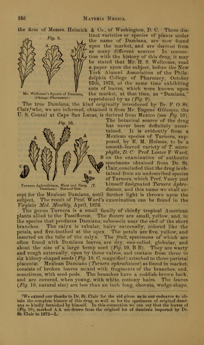 Mr. Wellcome's figures of Damiana, [Chicago Pharmacist.) Fig. 10. the firm of Messrs. Helmick & Co., of Washington, D. C. Three dis- tinct varieties or species of plants under the name of Damiana, are now found upon the market, and are derived from as many different sources In connec- tion with the history of this drug, it may be stated that Mr. H. S. Wellcome, read a paper upon the subject, before the New York Alumni Association of the Phila- delphia College of Pharmacy, October 15th, 1875, at the same time exhibiting cuts of leaves, which were known upon the market, at that time, as Damiana, reproduced by us {Fig. 9). The true Damiana, the kind originally introduced hy Dr. F. O.St. Clair,*who, we are informed, obtained it from Mr. Eugene Gillespie, the U. S. Consul at Cape San Lucas, is derived from Mexico (see Fig. 10). The botanical source of the drug has never been definitely ascer- tained. It is evidently from a Mexican species of Turnera, sup- posed, by E. M. Holmes, to be a smooth-leaved variety of T. micro- phylla, B. C. Prof. Lester F. Ward, on the examination of authentic specimens obtained from Dr. St. Clair, concluded that the drug is ob- tained from an undescribed species of Turnera, which Prof. Vasey and himself designated Turnera Aphro- disiaca, and this name we shall ac- cept for the Mexican Damiana, until further light is thrown upon the subject. The result of Prof Ward's examination can be found in the Virginia Med. Monthly, April, 1876. The genus Turnera is a small family of chiefly tropical American plants allied to the Passiflorea3. The flowers are small, yellow, and, in the species that produces Damiana, subsessile near the end of the short branches. The calyx is tubular, hairy externall}^, colored like the petals, and five-tootlied at the a))ex. The petals are five, yellow, and inserted on the tube of the calyx. The fruit., specimens of which are often found with Damiana leaves, are dry, one-celled, globular, and about the size of a large hemp seed {Fig. 10, B B). They are warty and rough externally, open by three valves, and contain from three to six kidney-shaped seeds {Fig. 10, C, magnified) attached to three parietal placentae. Mexican Damiana {Turnera aphrodisiaca') as found in market, consists of broken leaves mixed with fragments of the branches, and, sometimes, with seed-pods. The branches have a reddish-brown bark, and are covered, when j^oung, with white, cottony hairs. The leaves {Fig. 10, natural size) are less than an inch long, obovate, wedge-shape, Turnera Aphrodisiaca, Ward and Vasei/. Damiana.) Natural Size. ^We extend our thanks to Dr. St. Clair for the aid ^iven us in our endeavor to ob- tain the complete history of this drug, as well as for the specimens of original dami- ana so kindly furnished by himself. In this connection we can say that the leaves of {Fig. 10), marked A A are drawn from the original lot of damiana imported by Dr. St. Clair in 1872—L.