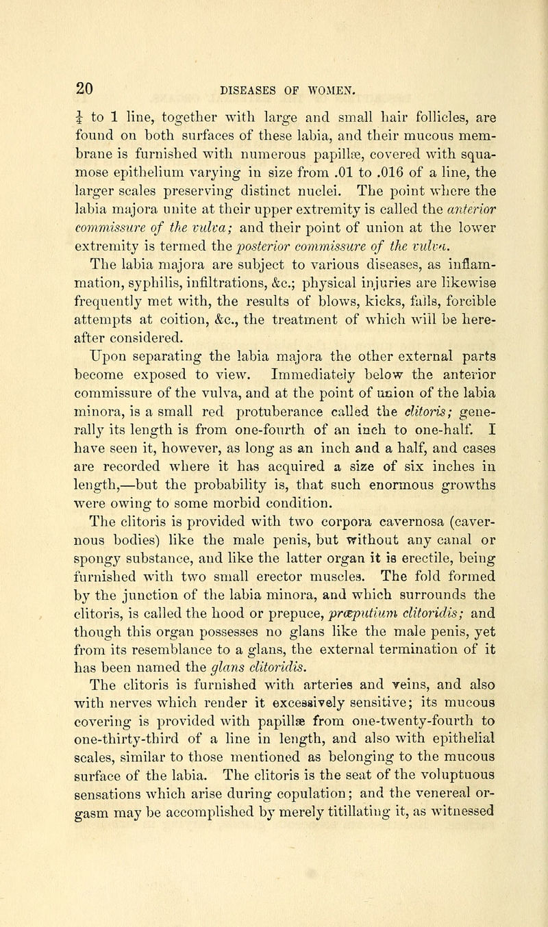 5 to 1 line, together with large and small hair follicles, are found on both surfaces of these labia, and their mucous mem- brane is furnished with numerous papillee, covered with squa- mose epithelium varying in size from .01 to .016 of a line, the larger scales preserving distinct nuclei. The point where the labia majora unite at their upper extremity is called the anterior commissure of the vulva; and their point of union at the lower extremity is termed the posterior commissure of the vulva. The labia majora are subject to various diseases, as inflam- mation, syphilis, infiltrations, &c.; physical injuries are likewise frequently met with, the results of blows, kicks, fails, forcible attempts at coition, &c., the treatment of which will be here- after considered. Upon separating the labia majora the other external parta become exposed to view. Immediately below the a,nterior commissure of the vulva, and at the point of union of the labia minora, is a small red protuberance called the clitoris; gene- rally its length is from one-fourth of an inch to one-half. I have seen it, however, as long as an inch and a half, and cases are recorded where it has acquired a size of six inches in length,—but the probability is, that such enormous grovvths were owing to some morbid condition. The clitoris is provided with two corpora cavernosa (caver- nous bodies) like the male penis, but without any canal or spongy substance, and like the latter organ it is erectile, being furnished with two small erector muscles. The fold formed by the junction of the labia minora, and which surrounds the clitoris, is called the hood or prepuce, prceiputium clitoridis; and though this organ possesses no glans like the male penis, yet from its resemblance to a glans, the external termination of it has been named the glans clitoridis. The clitoris is furnished with arteries and veins, and also with nerves which render it excessively sensitive; its mucous covering is provided with papillae from one-twenty-fourth to one-thirty-third of a line in length, and also with epithelial scales, similar to those mentioned as belonging to the mucous surface of the labia. The clitoris is the seat of the voluptuous sensations which arise during copulation; and the venereal or- gasm may be accomplished by merely titillating it, as witnessed