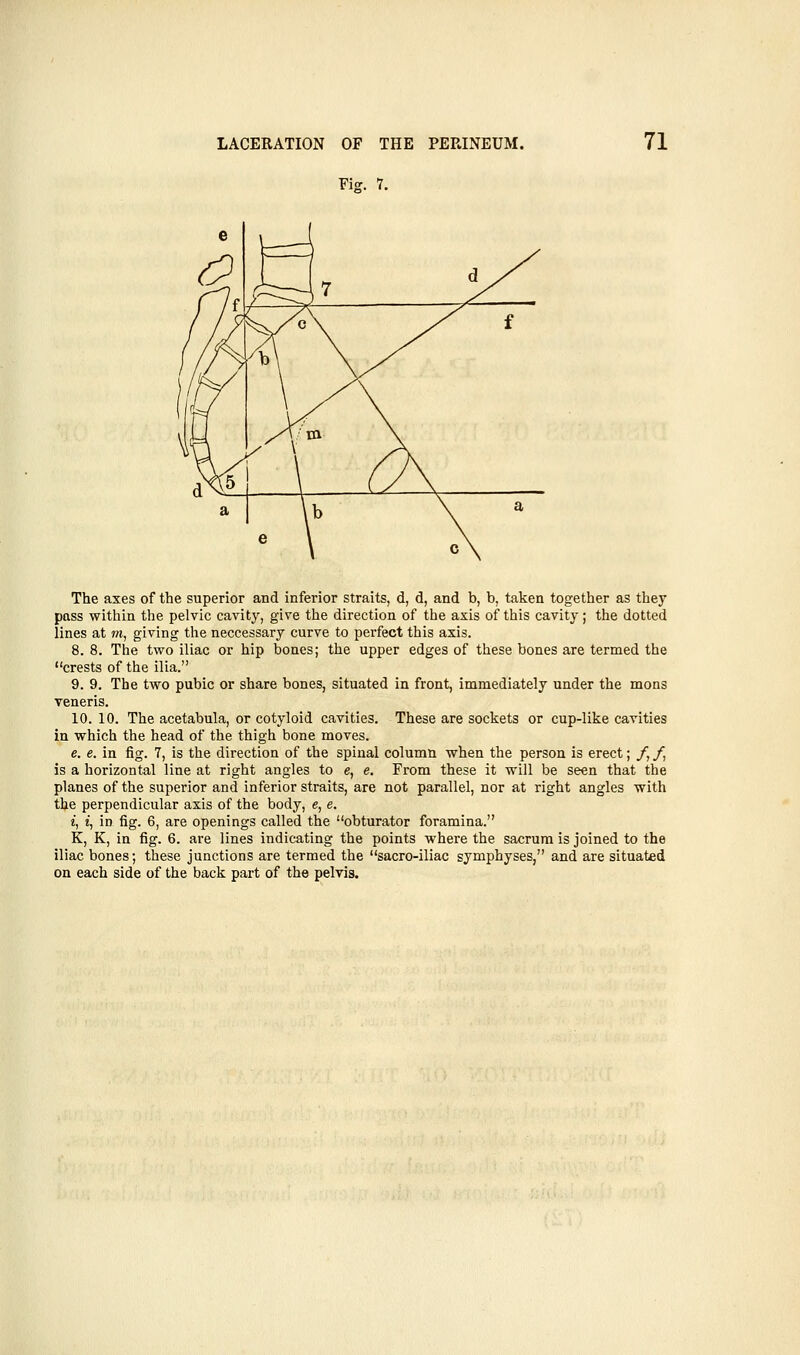 Fig. 7. The axes of the superior and inferior straits, d, d, and b, b, taken together as they pass within the pelvic cavity, give the direction of the axis of this cavity; the dotted lines at ot, giving the neccessary curve to perfect this axis. 8. 8. The two iliac or hip bones; the upper edges of these bones are termed the crests of the ilia. 9. 9. The two pubic or share bones, situated in front, immediately under the mons veneris. 10. 10. The acetabula, or cotyloid cavities. These are sockets or cup-like cavities in which the head of the thigh bone moves. e. e. in fig. 7, is the direction of the spinal column when the person is erect; /, /, is a horizontal line at right angles to e, e. From these it will be seen that the planes of the superior and inferior straits, are not parallel, nor at right angles with the perpendicular axis of the body, e, e. i, i, in fig. 6, are openings called the obturator foramina. K, K, in fig. 6. are lines indicating the points where the sacrum is joined to the iliac bones; these junctions are termed the sacro-iliac symphyses, and are situated on each side of the back part of the pelvis.