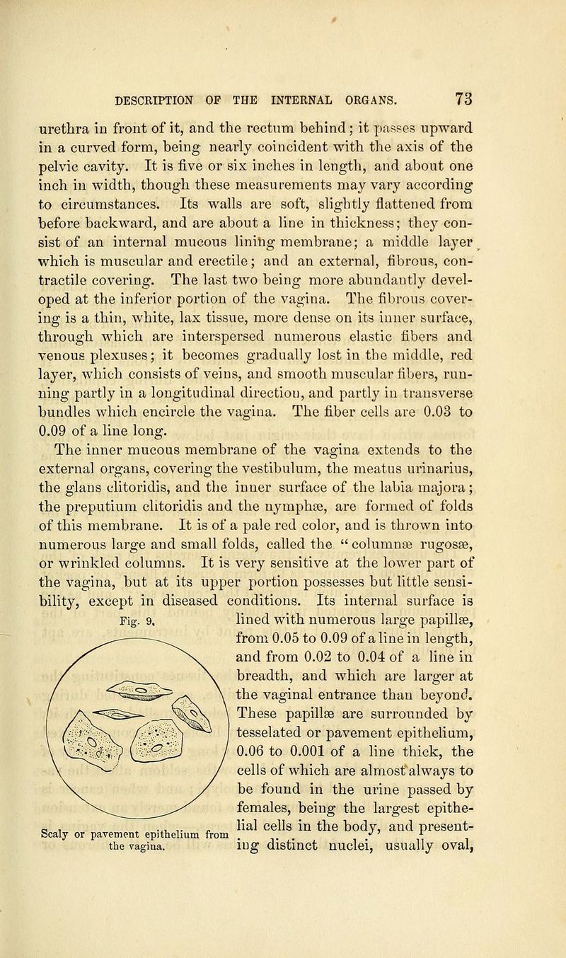 uretlira in front of it, and the rectum behind; it passes upward in a curved form, being nearly coincident with the axis of the pelvic cavity. It is five or six inches in length, and about one inch in width, though these measurements may vary according to circumstances. Its walls are soft, slightly flattened from before backward, and are about a line in thickness; they con- sist of an internal mucous lining membrane; a middle laj'er ^ which is muscular and erectile; and an external, fibrous, con- tractile covering. The last two being more abundantly devel- oped at the inferior portion of the vagina. The fibrous cover- ing is a thin, white, lax tissue, more dense on its inner surface, through M^hich are interspersed numerous elastic fibers and venous plexuses; it becomes gradually lost in the middle, red layer, which consists of veins, and smooth muscular fibers, run- ning partly in a longitudinal direction, and partly in transverse bundles which encircle the vagina. The fiber cells are 0.03 to 0.09 of a line long. The inner mucous membrane of the vagina extends to the external organs, covering the vestibulum, the meatus urinarius, the glans clitoridis, and the inner surface of the labia majora; the preputium clitoridis and the nymphje, are formed of folds of this membrane. It is of a pale red color, and is thrown into numerous large and small folds, called the columnse rugosae, or wrinkled columns. It is very sensitive at the lower part of the vagina, but at its upper portion possesses but little sensi- bility, except in diseased conditions. Its internal surface is Fig. 9, lined with numerous large papillee, from 0.05 to 0.09 of a line in length, and from 0.02 to 0.04 of a hne in breadth, and which are larger at the vaginal entrance than beyond. These papillae are surrounded by tesselated or pavement epithelium, 0.06 to 0.001 of a line thick, the cells of which are almost always to be found in the urine passed by females, being the largest epithe- e , •.,.,. ^ lial cells in the body, and present- bcaly or paTement epithelium from . . . Z' ^ the vagina. iug distinct nuclei, usually oval,