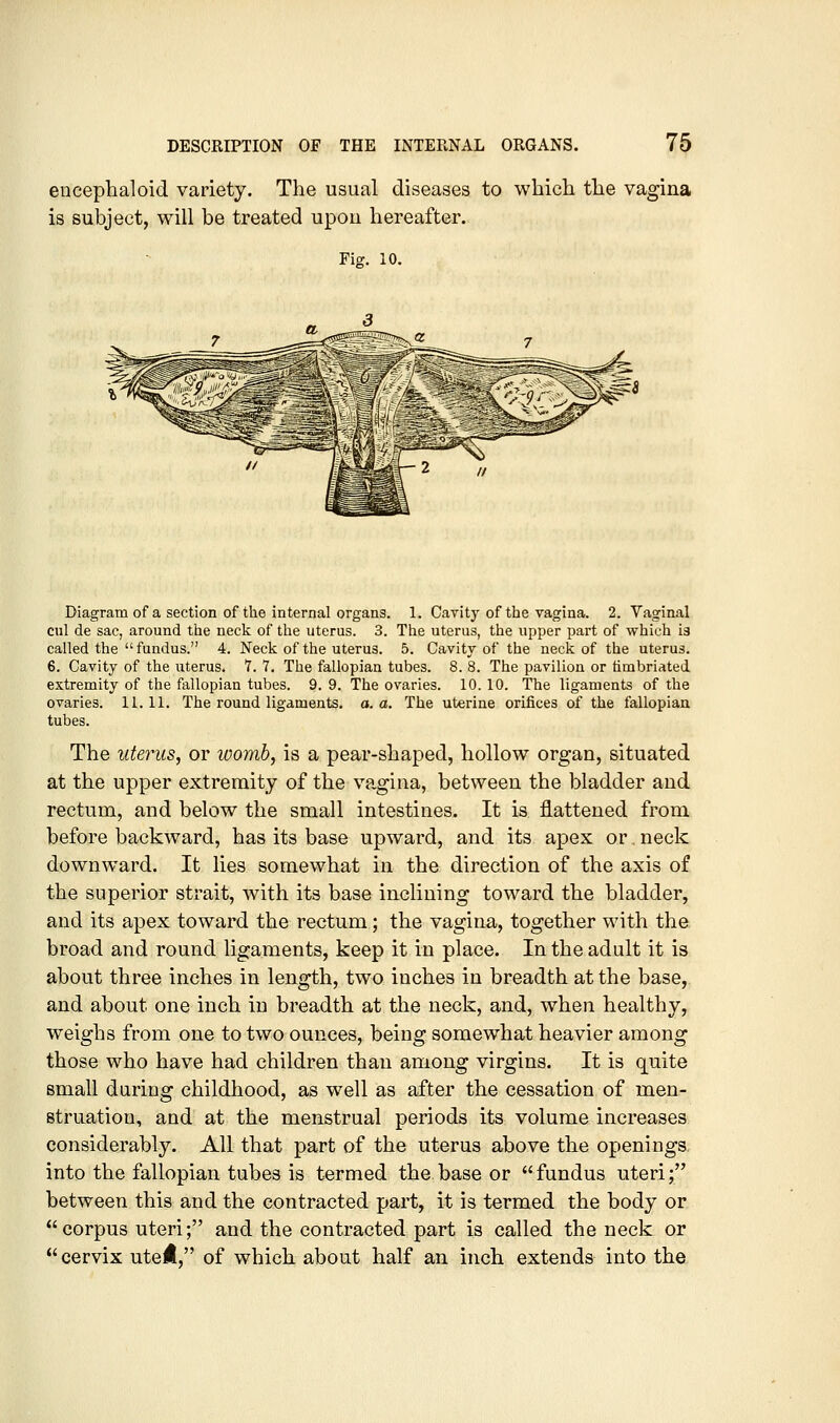 enceplialoid variety. The usual diseases to wbicii tlie vagina is subject, will be treated upon hereafter. Fior. 10. Diagram of a section of the internal organs. 1. Cavity of the vagina. 2. Vaginal cul de sac, around the neck of the uterus. 3. The uterus, the upper part of which is called the  fundus. 4. Neck of the uterus. 5. Cavity of the neck of the uterus. 6. Cavity of the uterus. 7. 7. The fallopian tubes. 8. 8. The pavilion or fimbriated extremity of the fallopian tubes. 9. 9. The ovaries. 10. 10. The ligaments of the ovaries. 11.11. The round ligaments, a. a. The uterine orifices of the fallopian tubes. The uterus, or womb, is a pear-shaped, hollow organ, situated at the upper extremity of the va,gina, between the bladder and rectum, and below the small intestines. It is flattened from before backward, has its base upward, and its apex or. neck downward. It lies somewhat in the direction of the axis of the superior strait, with its base inclining toward the bladder, and its apex toward the rectum; the vagina, together with the broad and round ligaments, keep it in place. In the adult it is about three inches in length, two inches in breadth at the base, and about one inch in breadth at the neck, and, when healthy, weighs from one to two ounces, being somewhat heavier among those who have had children than among virgins. It is quite small during childhood, as well as after the cessation of men- struation, and at the menstrual periods its volume increases considerably. All that part of the uterus above the openings into the fallopian tubes is termed the.base or fundus uteri; between this and the contracted part, it is termed the body or corpus uteri; and the contracted part is called the neck or cervix uteH, of which about half an inch extends into the