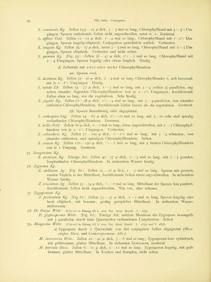 5. communis Kg. Zellen 19,5 —25 ft dick, 3 — 5 mal so lang, Chlerophyllband mit 3 — $'l* Um- gängen, Sporen enthaltende Zellen nicht angeschwollen, sonst w. v. Zerstreut. S. affinis Petit. Zellen 11—12 /.i dick, I — 4 mal so lang, Chlorophyllband mit 1 — i1/* Um- gängen, Sporen kugelig-elliptisch; Conjugation gewöhnlich seitlich. Verbreitet. S, longata Kg. Zellen 24—27 [.1 dick, meist 3 — 5 mal so lang, Chlorophyllband mit 2—5 Um- gängen, Sporen elliptisch. Verbreitet und nicht selten. S. quinina Kg. (Fig. 59.) Zellen 36 — 43 [.1 dick, i1/* — 2 mal so lang, Chlorophyllband mit 2—4 Umgängen, Sporen kugelig oder etwas länglich. Häufig. ß) Zellinhalt mit zwei oder mehr Chlorophyllbändern. aa) Sporen oval. S. decimina Kg. Zellen 33—40 /.i dick, 2 — 4 mal so lang, Chlorophyllbänder 2, sich kreuzend, mit je 1—I1/* Umgängen. Häufig. 5. nitida Lk. Zellen 54 — jy j.i dick, 1 — 3 mal so lang, mit 3 — 4 (selten 5) parallelen, eng neben einander liegenden Chlorophyllbändern von je 1—VU Umgängen; fructificirende Zellen eben so lang, wie die vegetativen. Sehr häufig. S. jugalis Kg. Zellen 72—98^ dick, 1'/*—4 mal so lang, mit 3 — 4 parallelen, von einander entfernten Chlorophyllbändern; fructificirende Zellen kürzer als die vegetativen. Zerstreut. ßß) Sporen linsenförmig oder abgeplattet. 5. orthospira Näg. Zellen 54 — 62 \.i dick, 21/*—10 mal so lang, mit 3—10 sehr steil spiralig verlaufenden Chlorophyllbändern. Zerstreut. 5. bellis Petit. Zellen 60 \i dick, 1—2 mal so lang, etwas angeschwollen, mit 2 — 3 Chlorophyll- bändern von je 1—VU Umgängen. Verbreitet. ^. orbicnlaris Kg. Zellen 77—100 /.i dick, 1 — i1/* mal so lang, mit 3 — 4 schmalen, von einander entfernten, steil spiraligen Chlorophyllbändern. Selten. S. crassa Kg. Zellen 120—150 /.i dick, '/»—2 mal so lang, mit 4 breiten Chlorophyllbändern von je 1 Umgang. Zerstreut. 75. Sirogoniwn Kg. S. sticticum Kg. Einzige Art; Zellen 40—57 f.i dick, 2 — 5 mal so lang, mit 2 — 5 geraden, longitudinalen Chlorophyllbändern. In stehendem Wasser häufig. 76. Zygnema Kg. Z. stellinum Ag. (Fig. 60.) Zellen 25 — 36 /t dick, 1—3 mal so lang, Sporen mit grossen, runden Tüpfeln in der Mittelhaut, fructificirende Zellen etwas angeschwollen. In stehendem Wasser häufig. Z. cruciahtm.Ag. Zellen 35 — 54 yi dick, '/* — 2 mal so lang, Mittelhaut der Sporen fein punktirt, fructificirende Zellen nicht angeschwollen. Wie vor., aber seltener. 77- Zygogonhan Kg. Z. pectinatum Kg. (Fig. 61.) Zellen 1^ — ^7 /< dick, 1—3 mal so lang, Sporen kugelig oder breit elliptisch, mit brauner, grubig getüpfelter Mittelhaut. In stehendem Wasser, stellenweise. 78. De Barya Wittr. Wittrock in Bihang tili k. sver. Vet. Akad. Handl. I. 1S72. D. glyptosperma Wittr. (Fig. 62.) Einzige Art; mittlere Membran der Zygospore braungelb, mit 3 parallelen, durch feine Querstreifen verbundenen Längsleisten. Selten. 7p. Mottgeotia Wittr. Wittrock in Bihang tili k. sver. Vet. Akad. Handl. I. 1S72 und V. 1878. a) Zygospore durch 2 Querwände von den conjugirten Zellen abgegrenzt (Meso- carpus Hass. und Crate7'ospermum ABr). M. laetevirens Wittr. Zellen 22—40 j.i dick, 3 — 8 mal so lang; Zygosporen kurz cylindrisch, mit gelbbrauner, glatter Mittelhaut. In stehenden Gewässern, zerstreut. M. parvida Hass. Zellen 6—10 /.* dick, 5—12 mal so lang; Zygosporen kugelig, mit gelb- brauner, glatter Mittelhaut. In Teichen und Sümpfen, nicht selten.